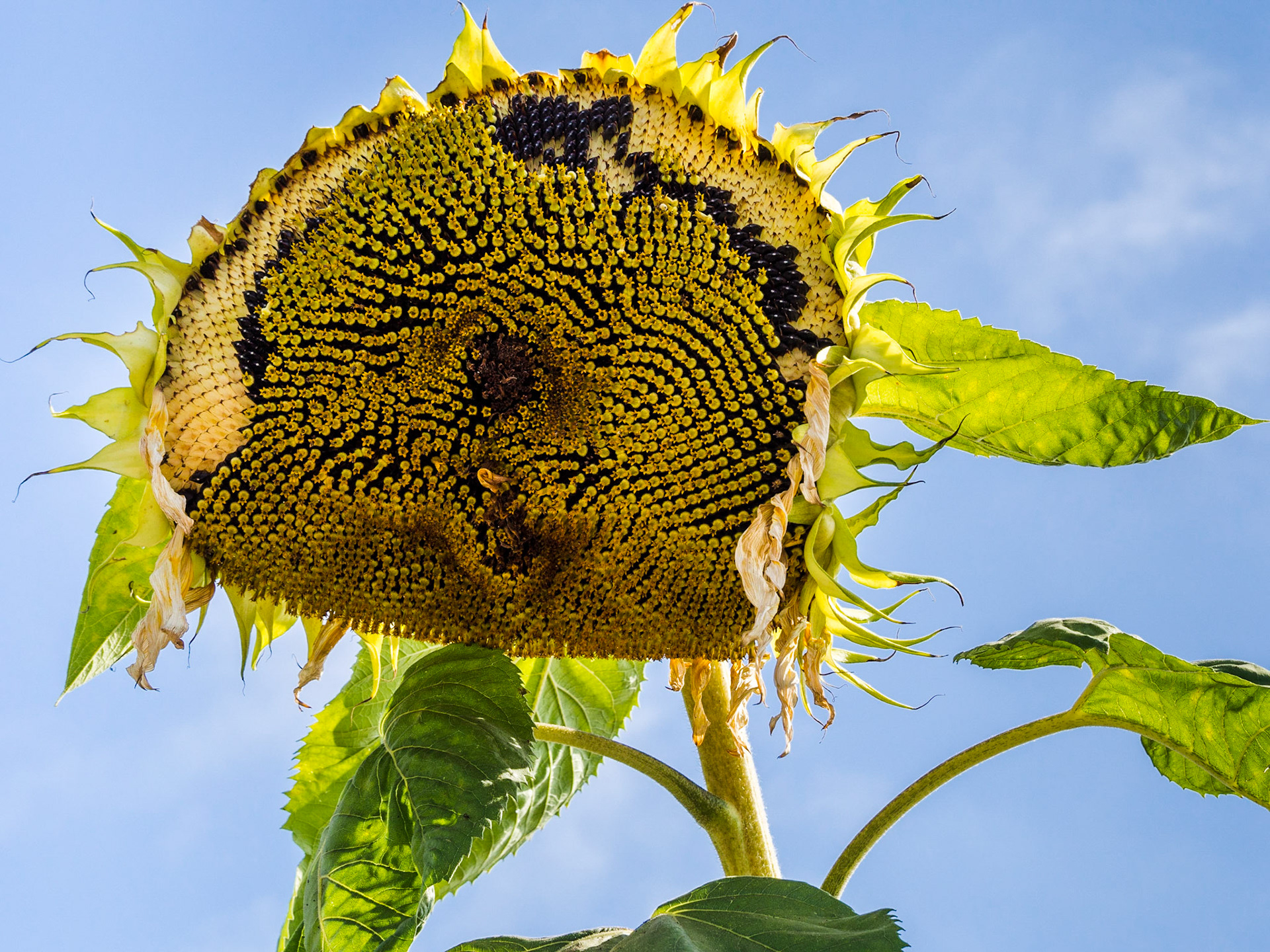 Sun Flower, India Street, Little Italy, San Diego, 2016