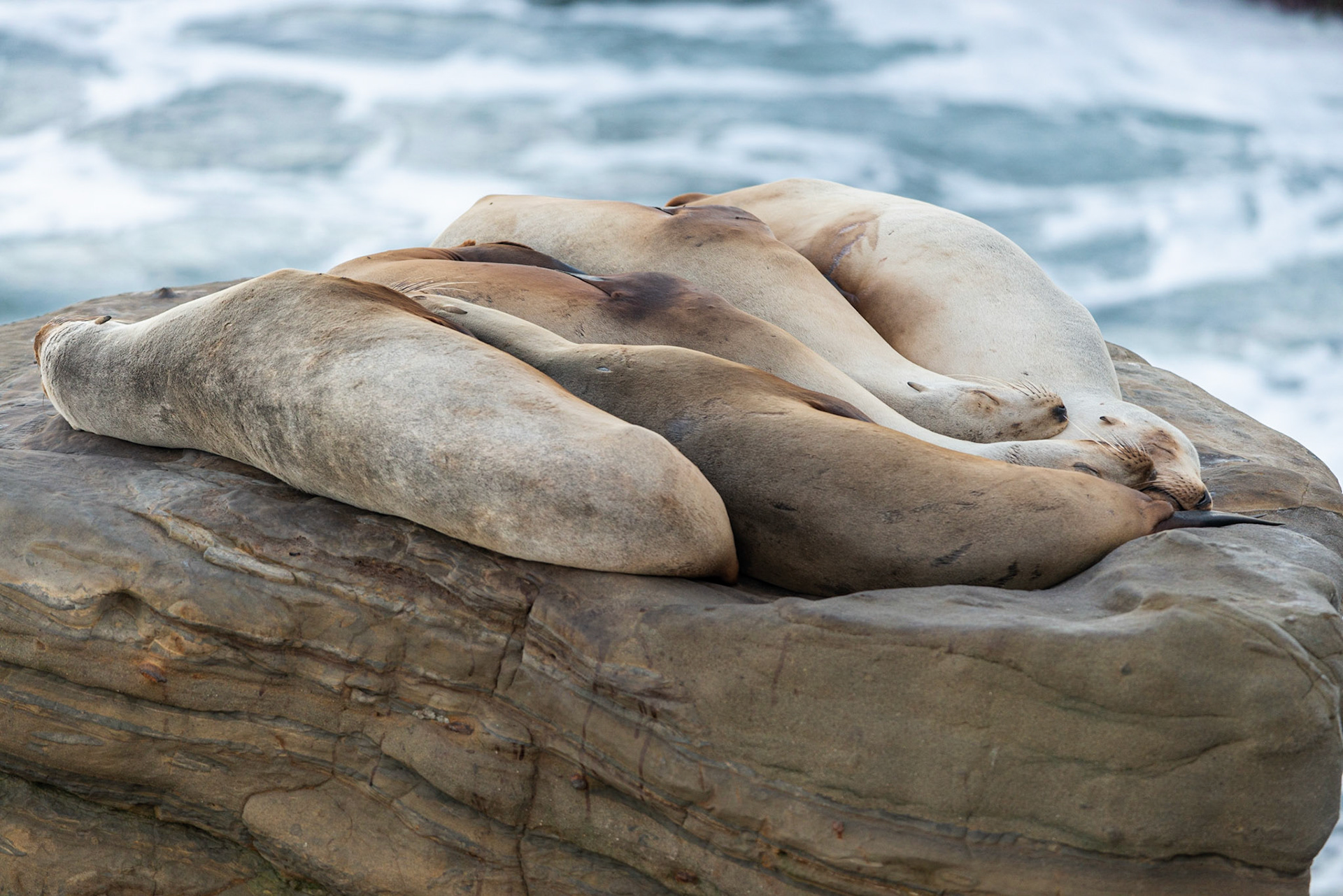 California Sea Lions, La Jolla, 2014