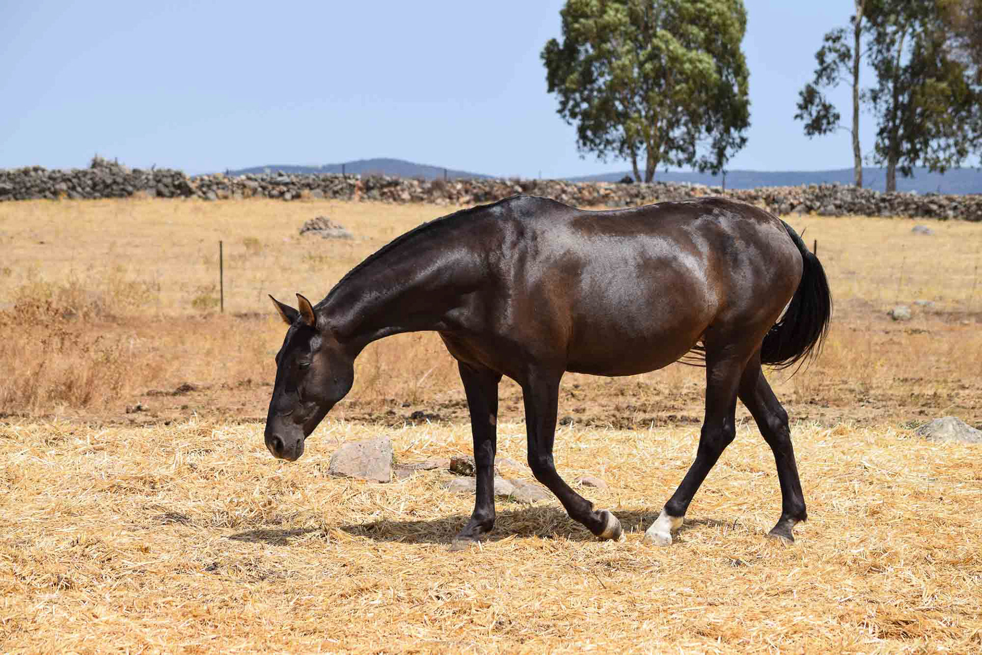 Inducida IV, CavalReal Foundation Mare. © CavalReal