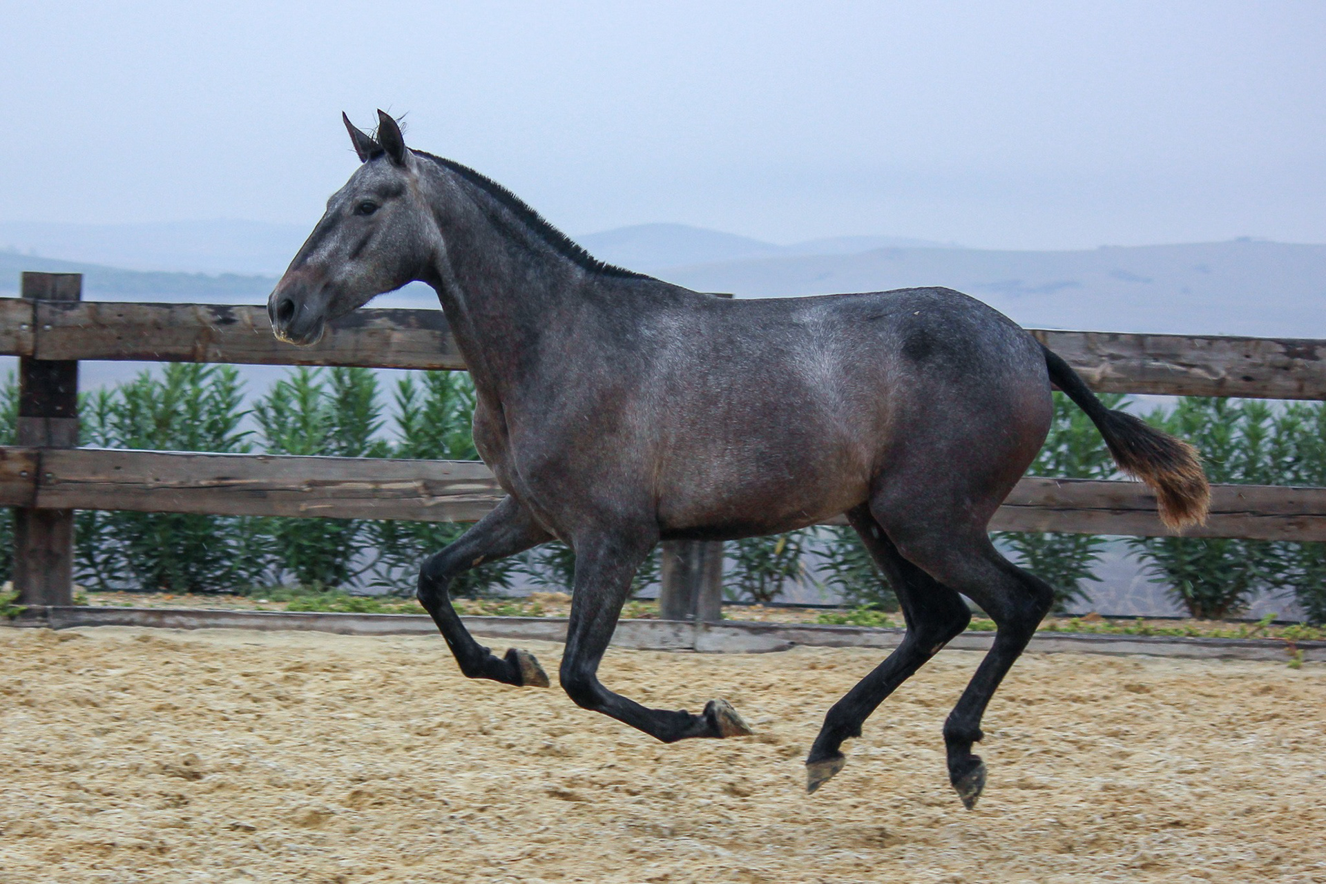 Condesa Real (Fer Bulería x Gramola), 2 years / años. Photo © CavalReal