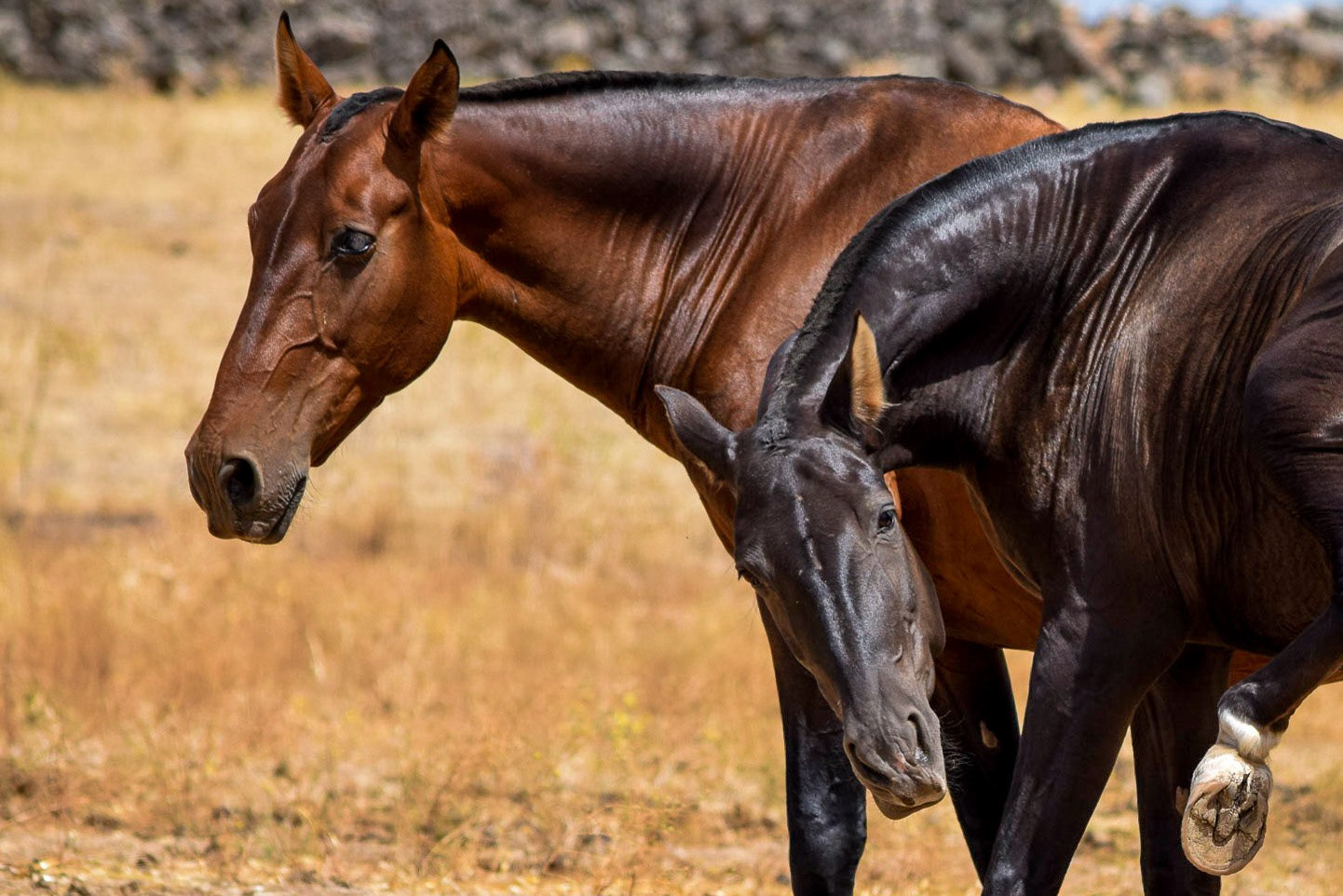 Inducida IV, CavalReal PRE Brood Mare. © CavalReal