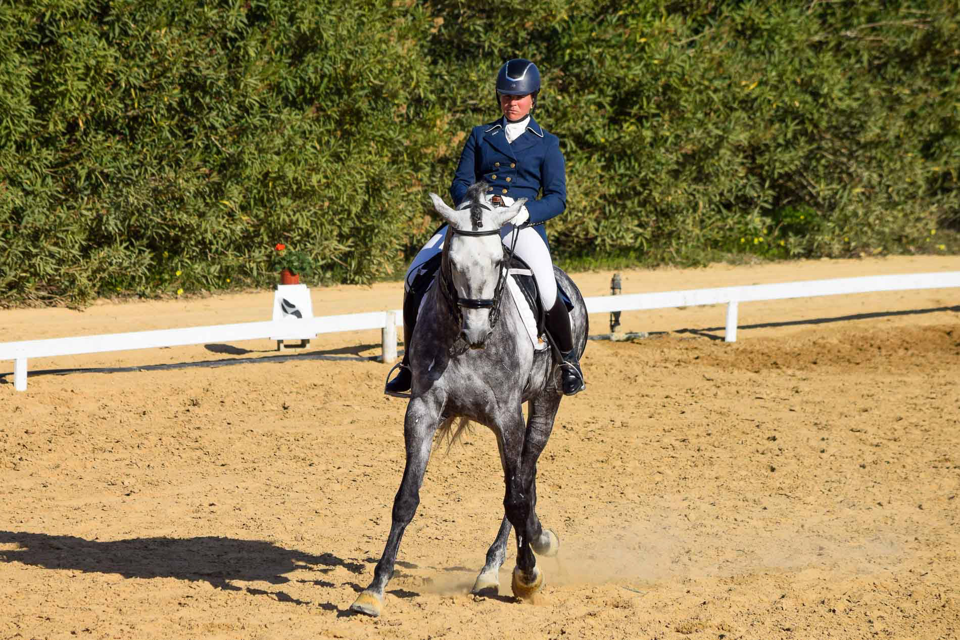 PRE Andalusian GP Prospect 8 years