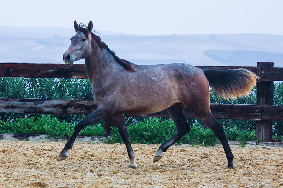 Calypso Real 2 years / años
