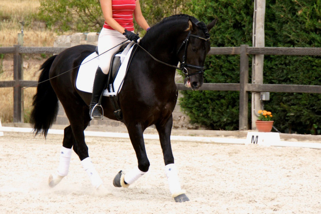 Black PRE Stallion, 3 years