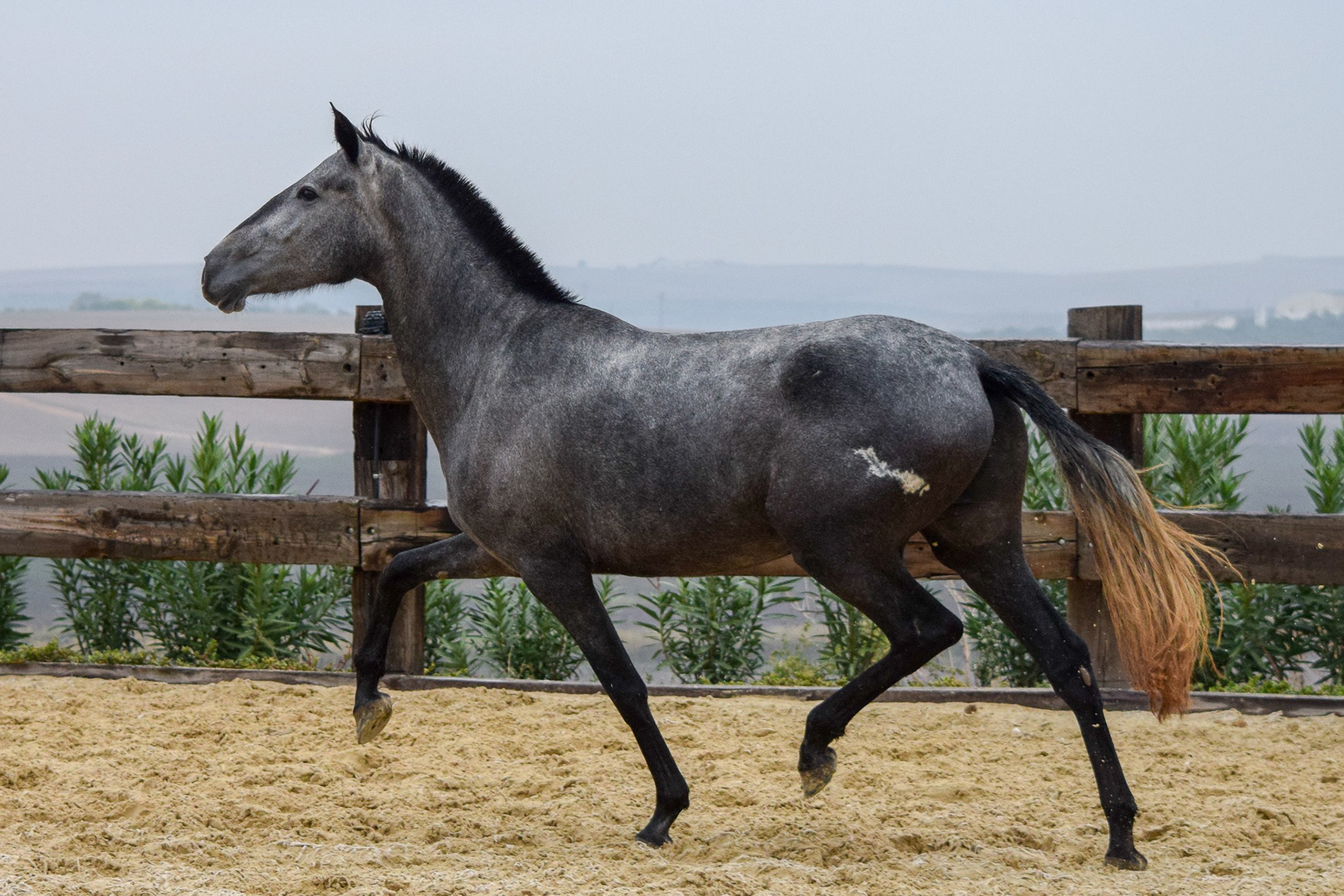 Bulgaria Real – PRE Andalusian mare, 2 years / años