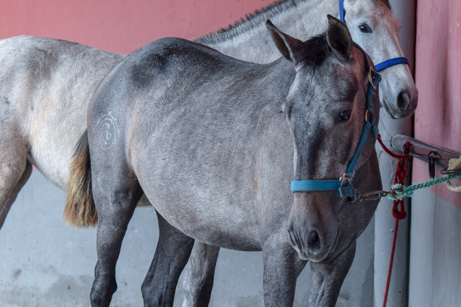 Condesa Real (Fer Bulería x Gramola), 2 years / años. Photo © CavalReal