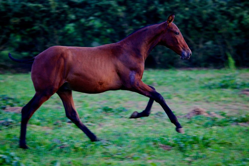 Alpha Real, 4 months. © Enrique de Benito