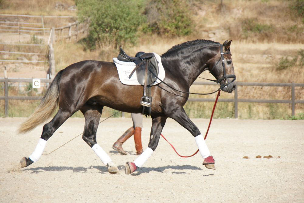 Talented PRE Dressage Prospect 3 years