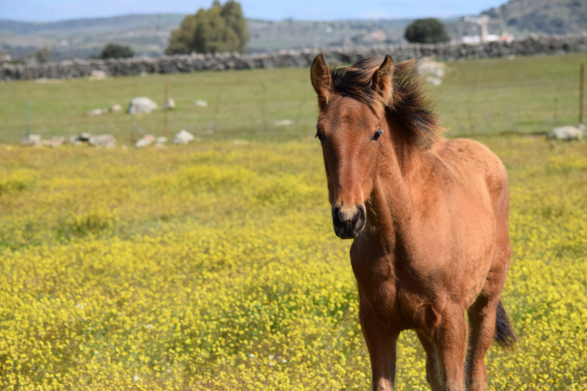 Electra Real (Veterano VI x Gramola) PRE filly. © CavalReal