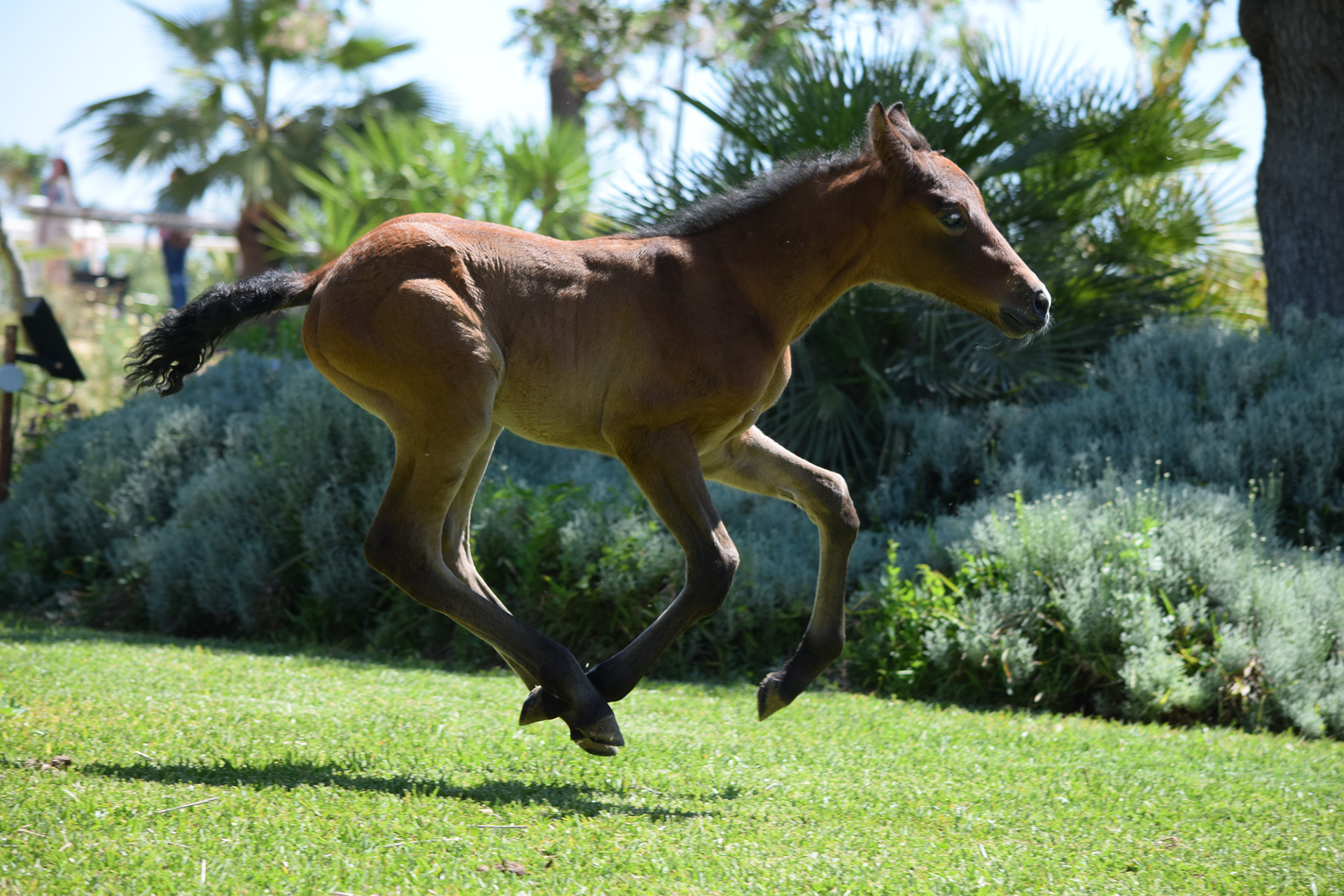 PRE foal Farido Real (Atiza II x Hiedra VG, Yeguada CavalReal)
