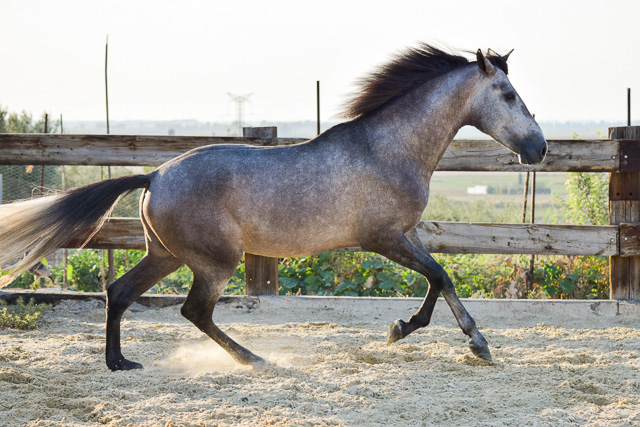 Bulería "Bambú" Real, 3 years / años