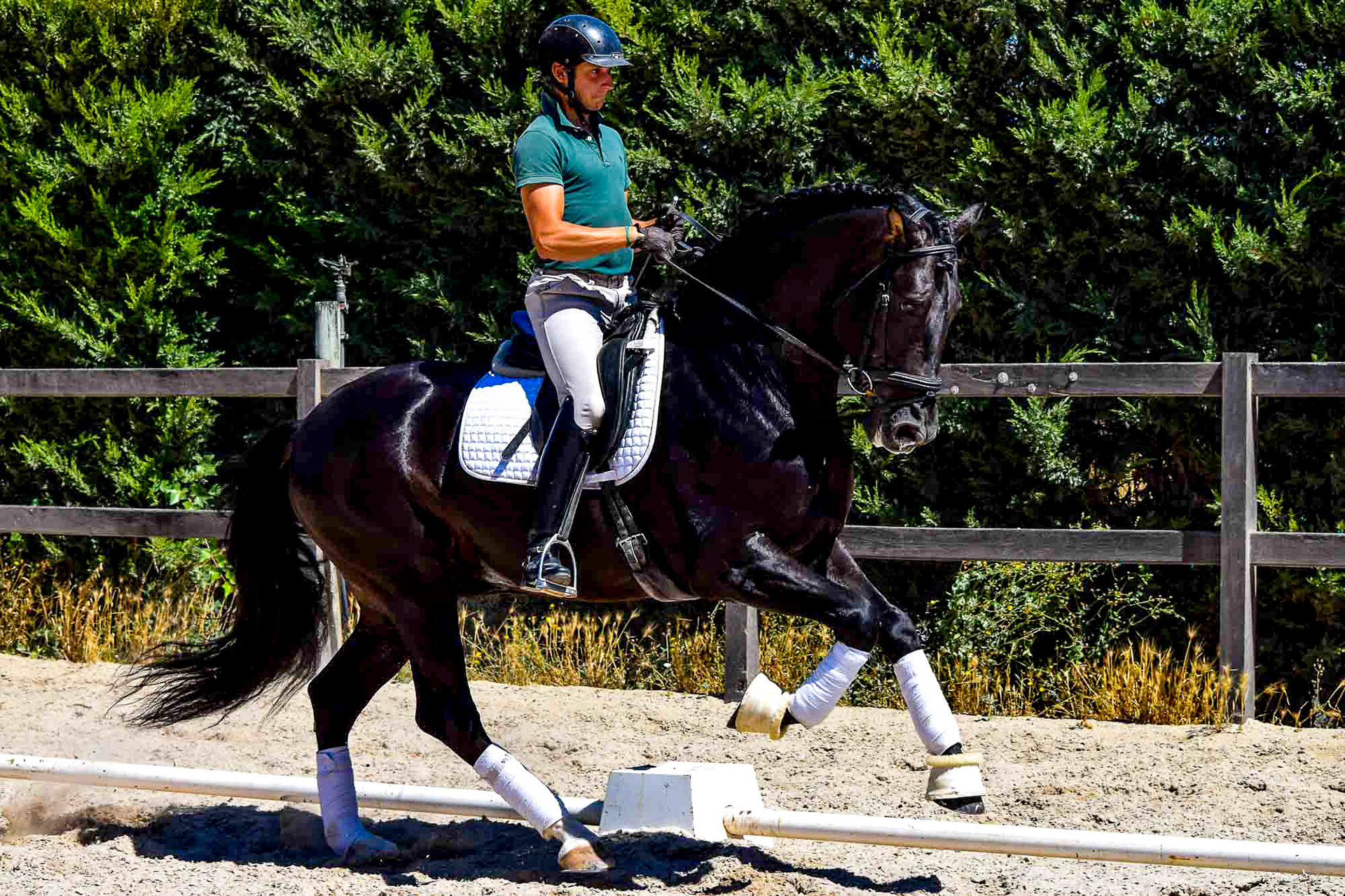 Black PRE Stallion 7 years