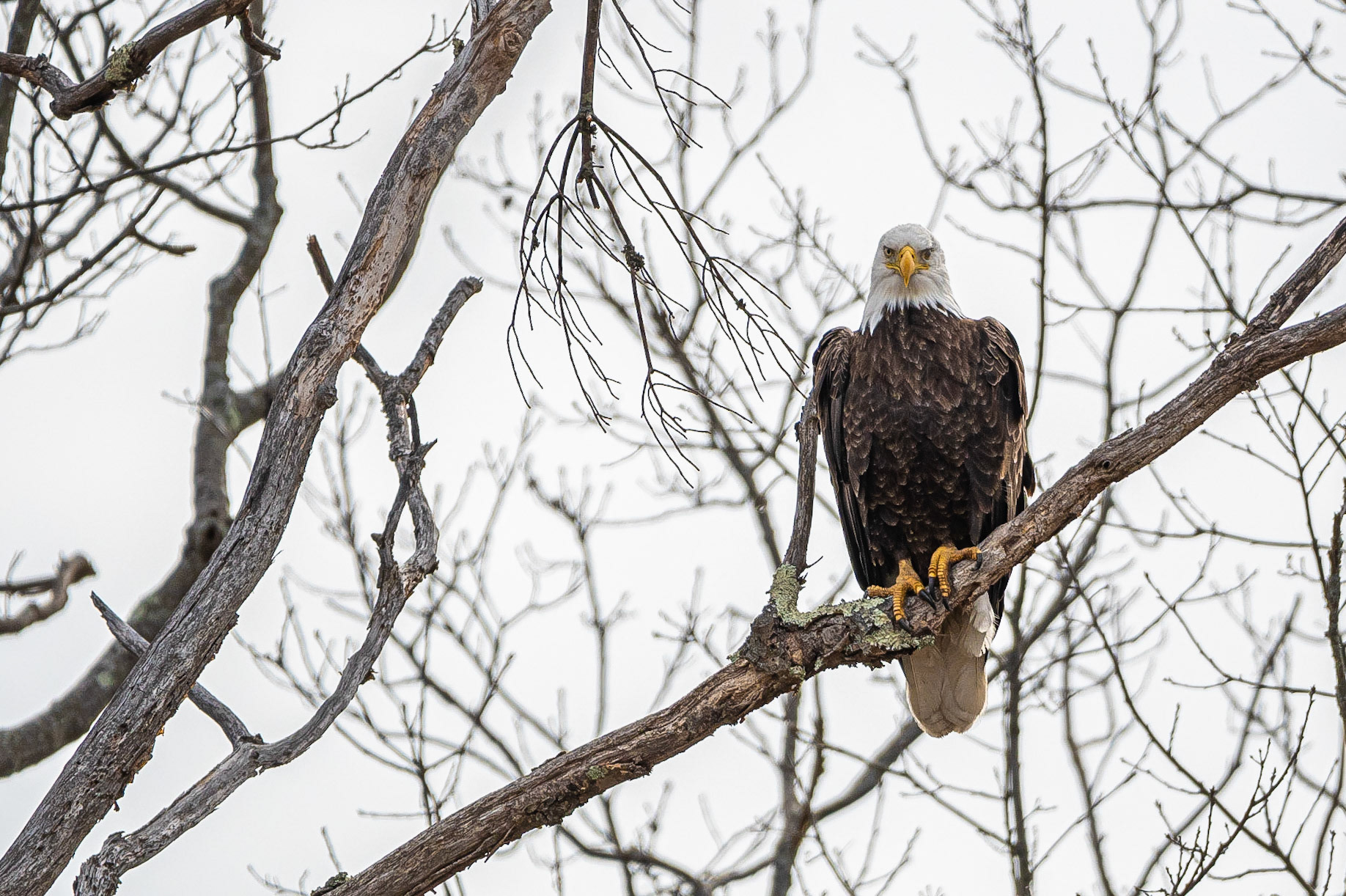Bald Eagle - Candia, NH
