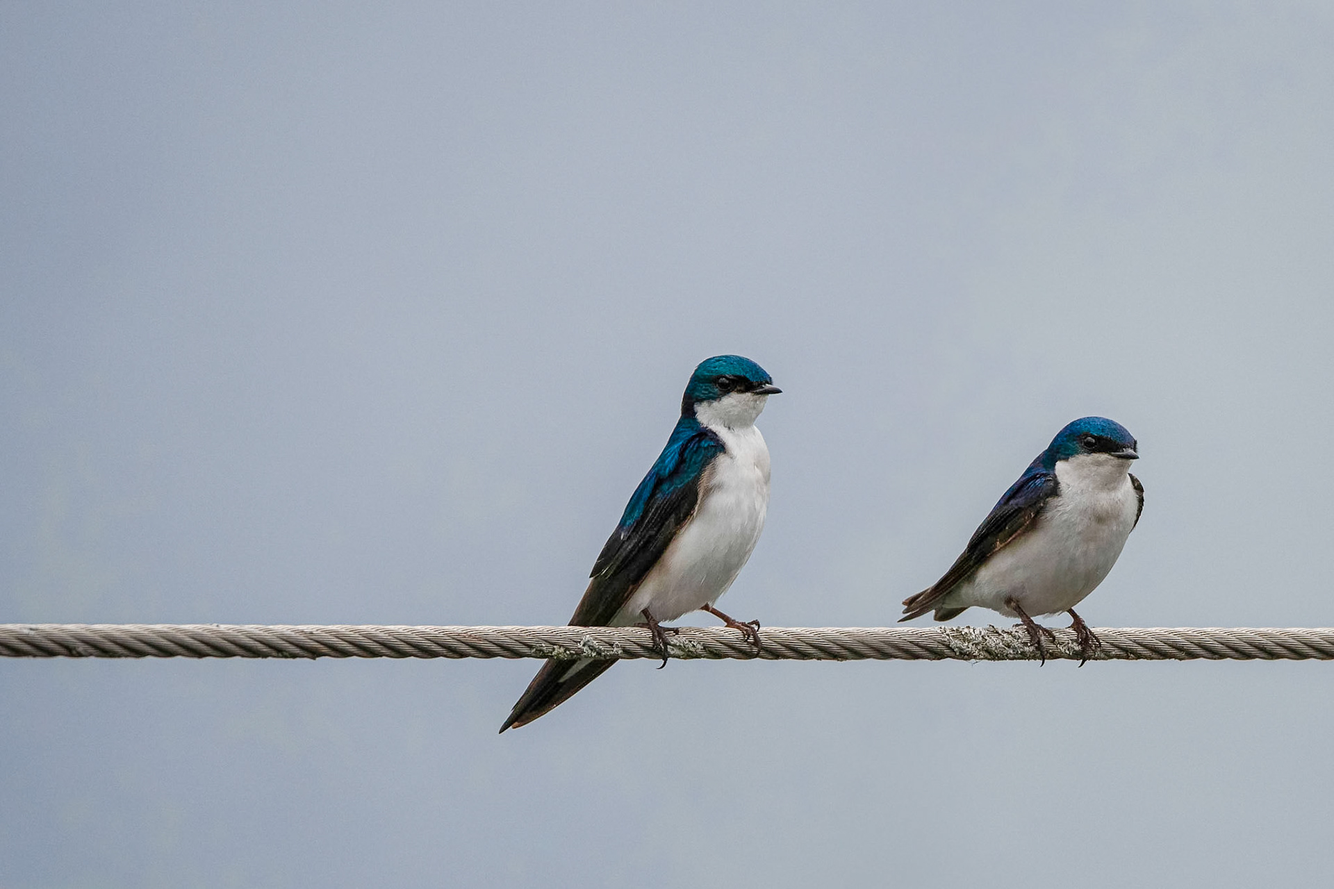 Tree Swallows - Exeter, NH