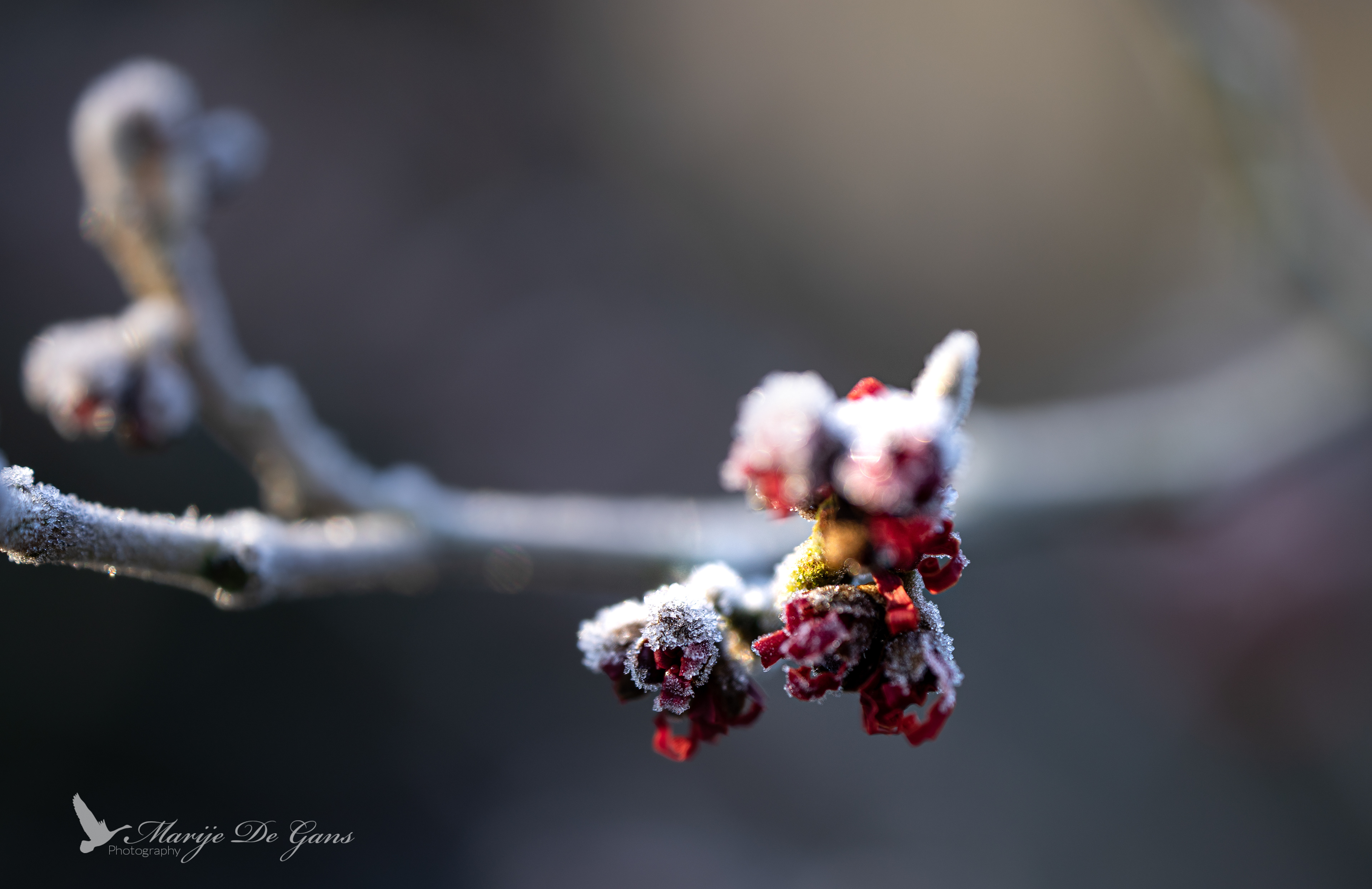 70. Sneeuwmamelis