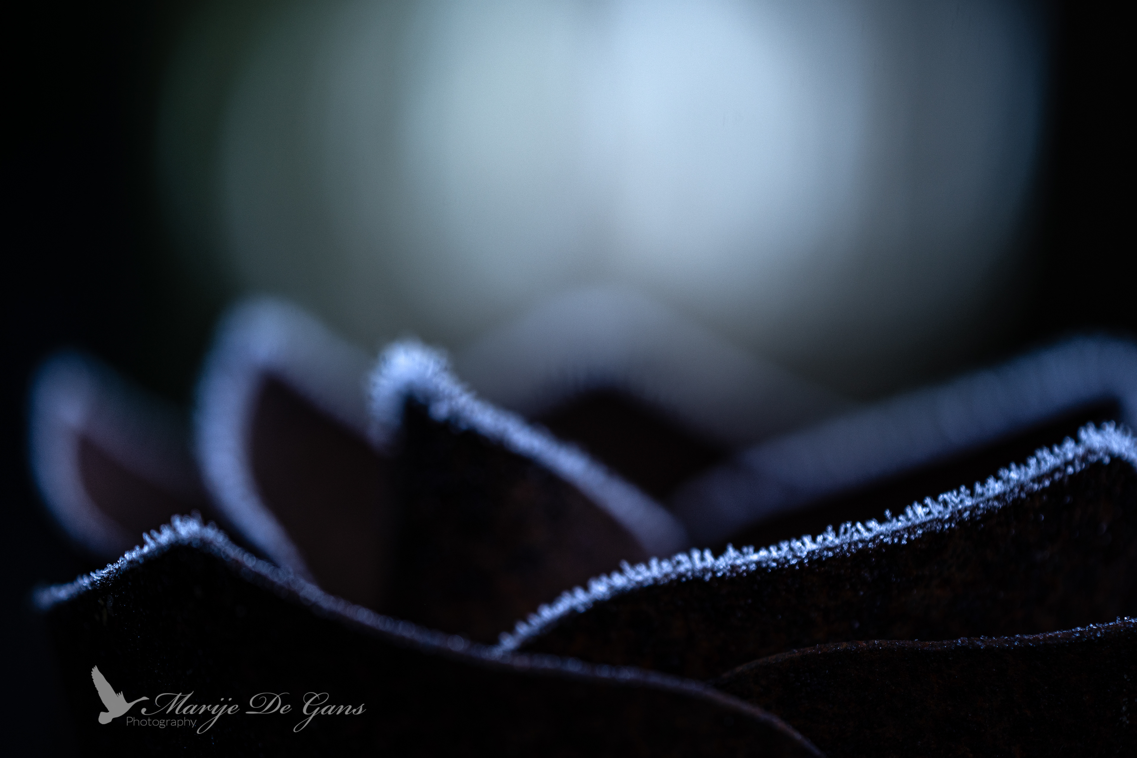78. The Light