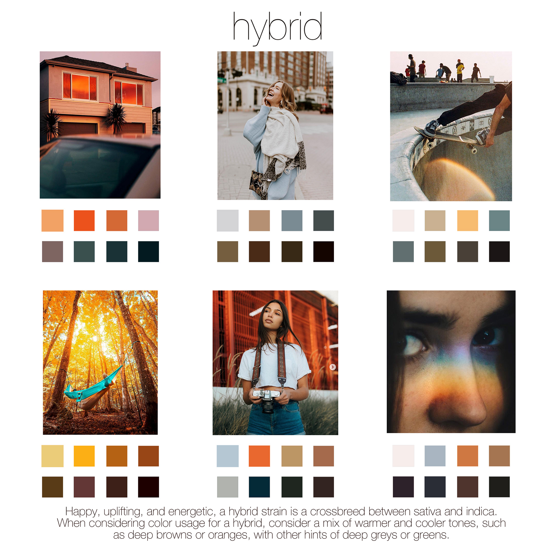 Modern Harvest Brand Guidelines- Exploring color samples for a Hybrid strain