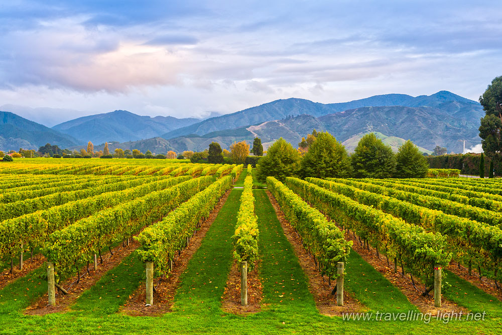 Marlborough Vineyard