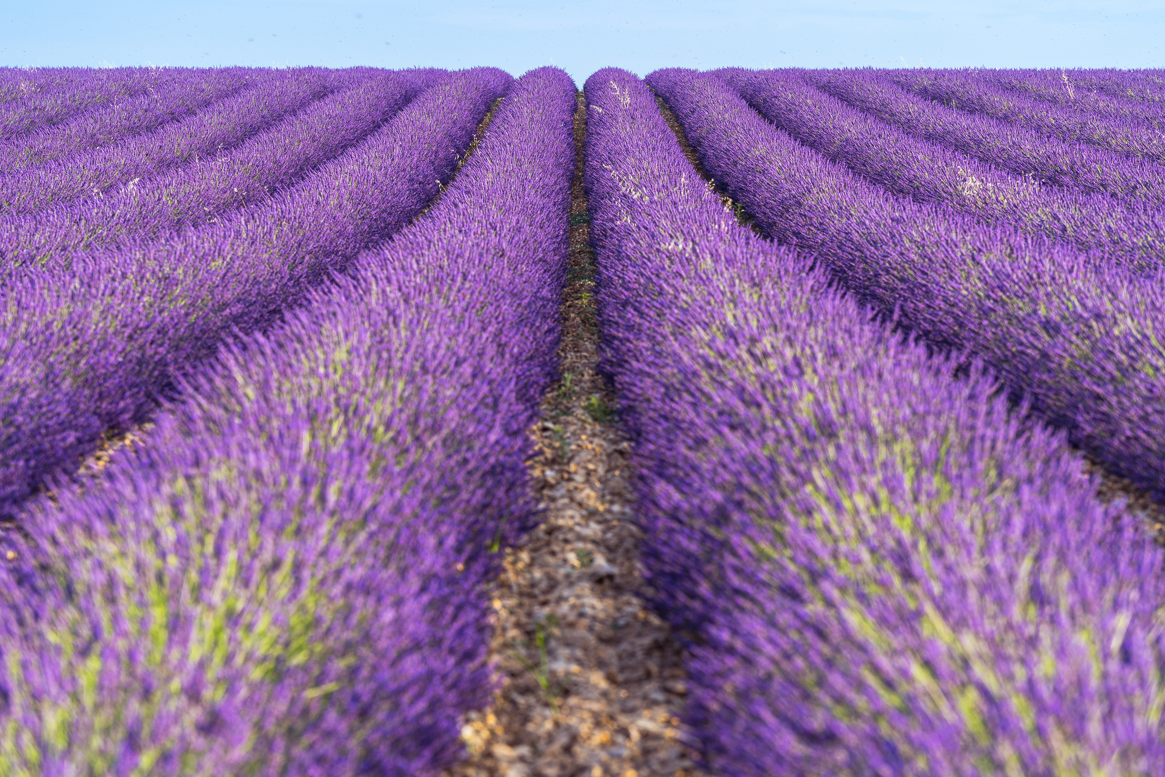 Lavandes, Provence 2021