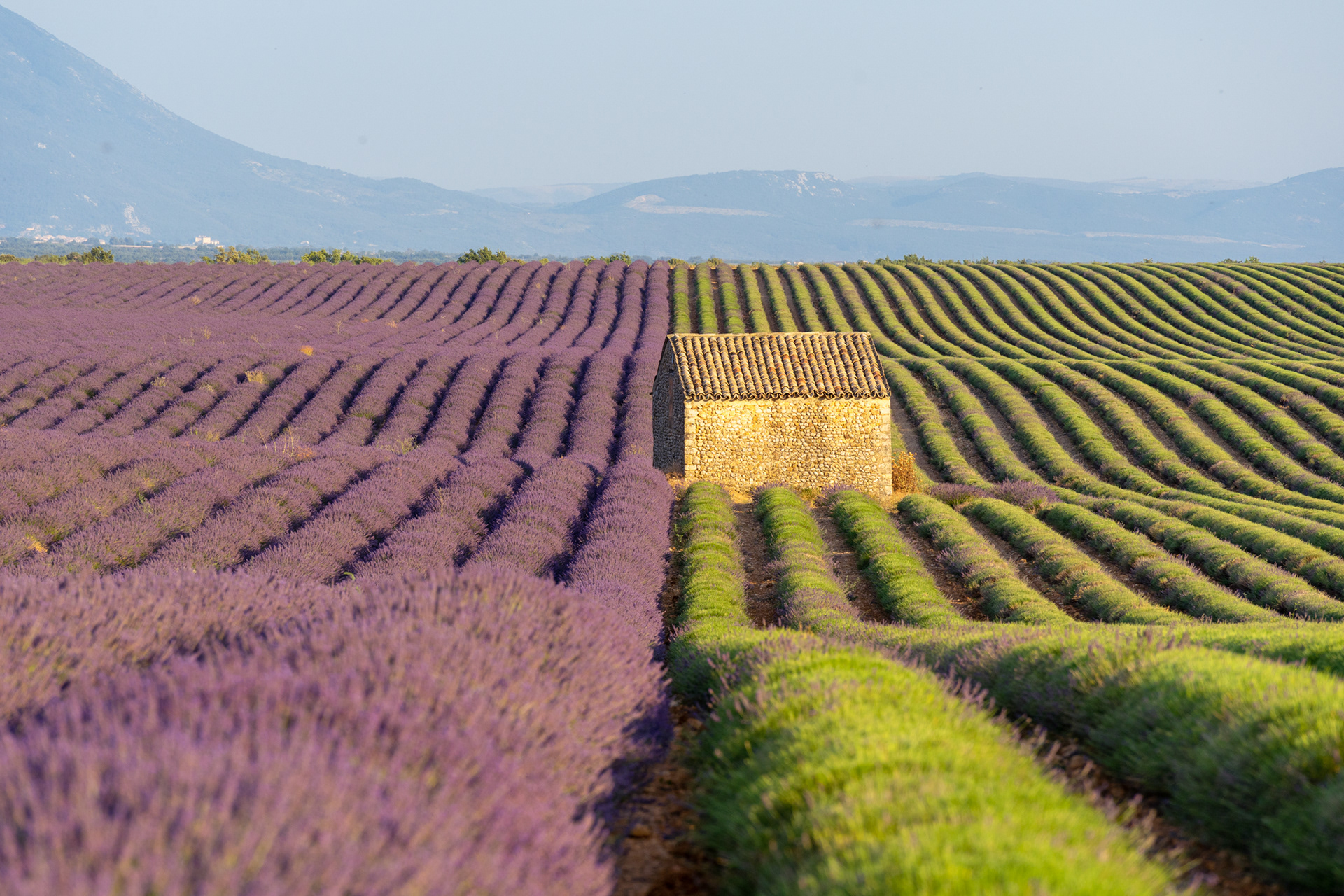 Lavande, Provence 2021