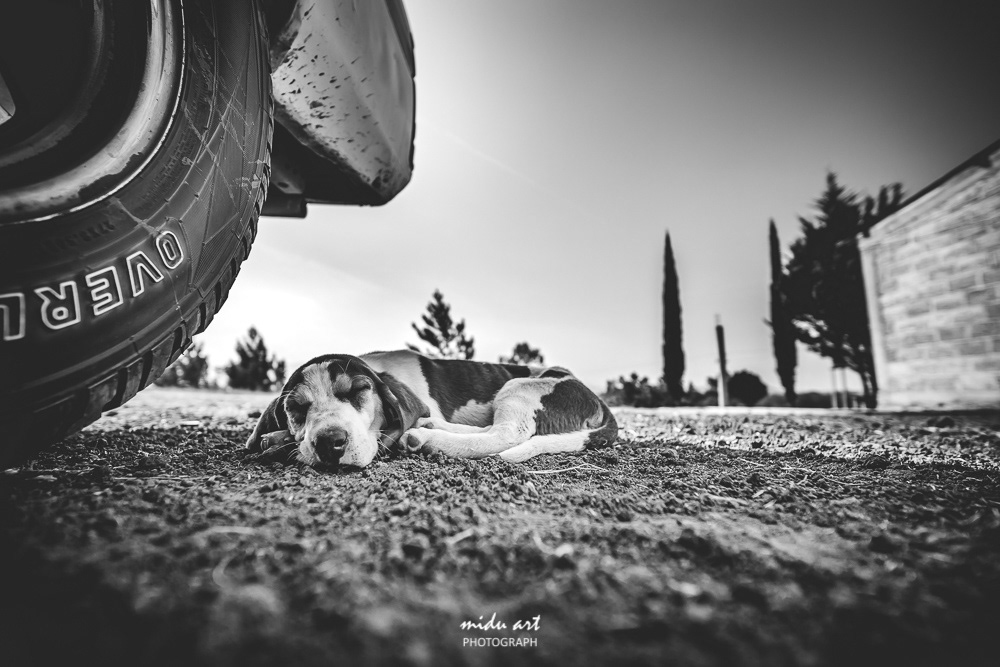 midu.art Photograph and videograph. The idea and concept of MIDU.ART was born in Berlin and constructs routes to relive the actual roots of original photography. The most important and attention catching factor of MIDU.ART is originality and rawness photos.