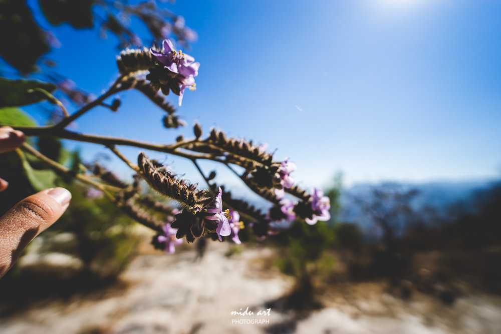 midu.art Photograph and videograph. The idea and concept of MIDU.ART was born in Berlin and constructs routes to relive the actual roots of original photography. The most important and attention catching factor of MIDU.ART is originality and rawness photos.