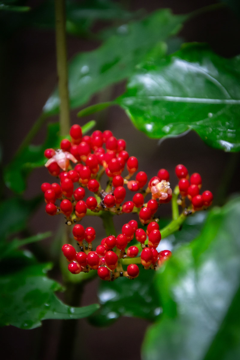 Mosaico das Plantas 1
