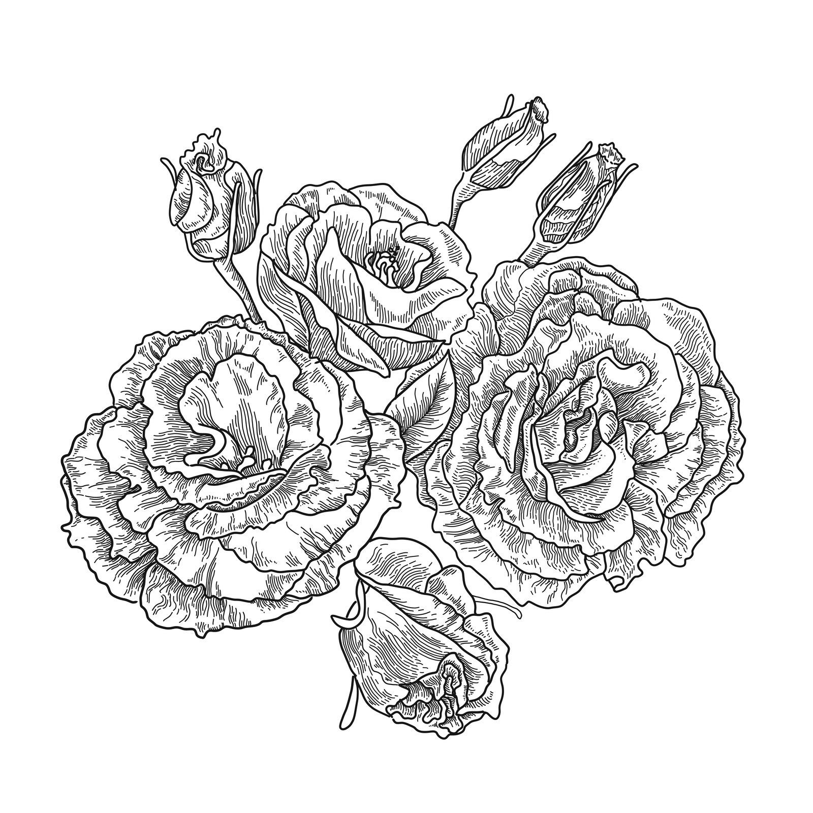 Eustoma