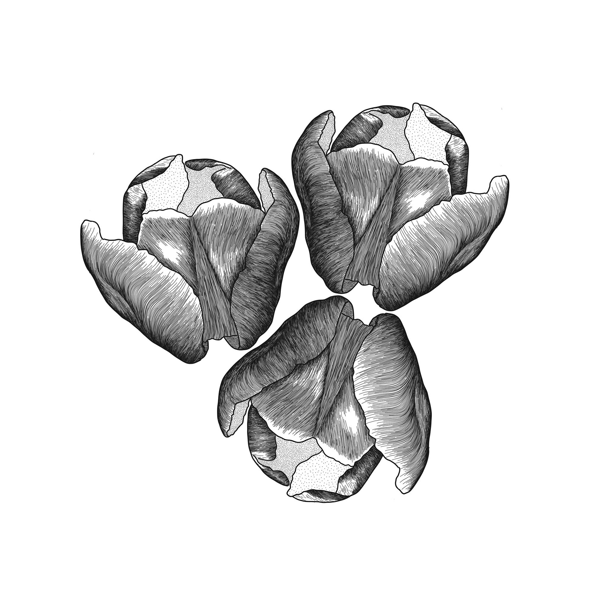 Tulip