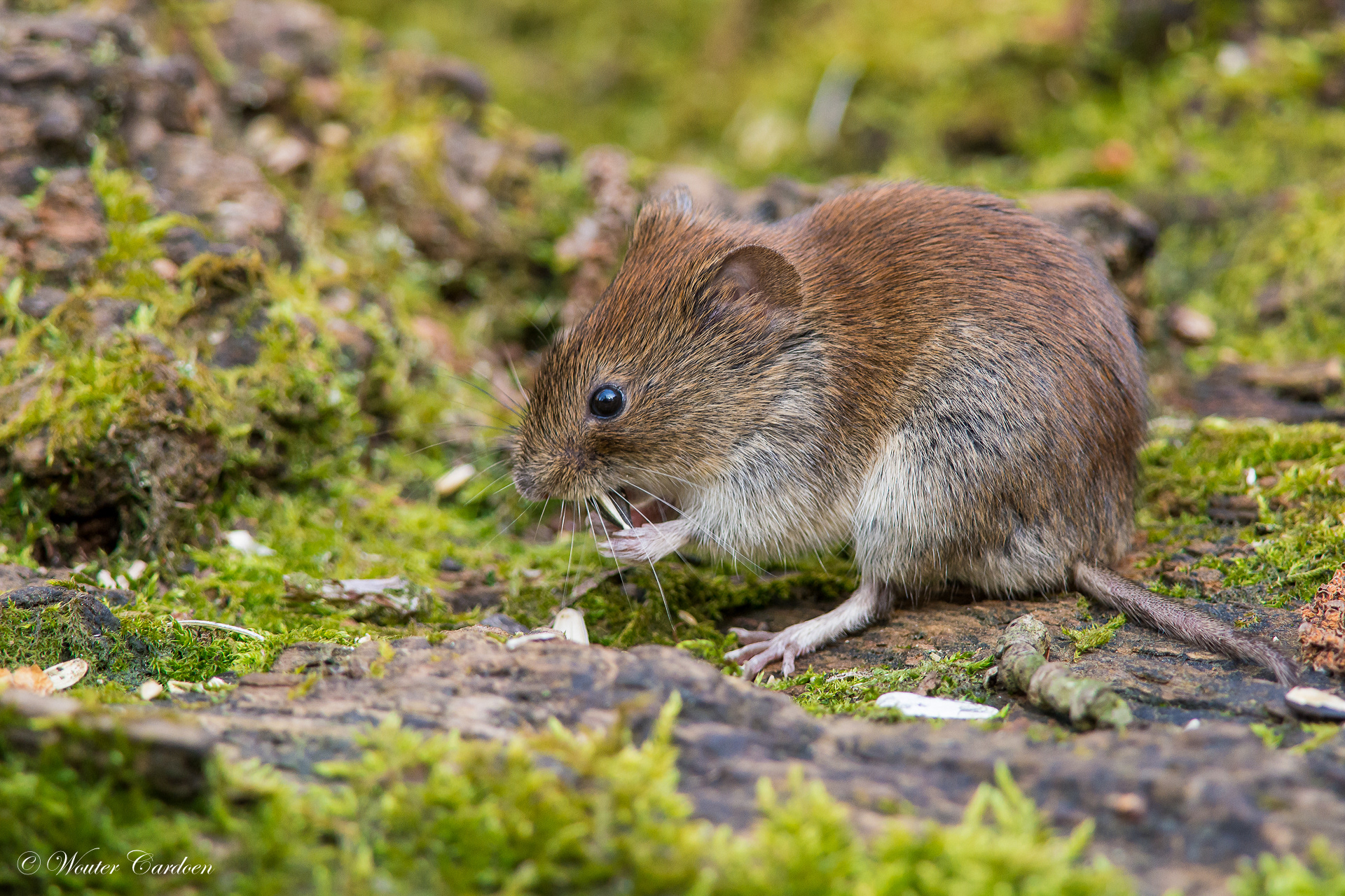 Wouter Cardoen Nature Photography - Bank vole - Rosse woelmuis - Myodes ...