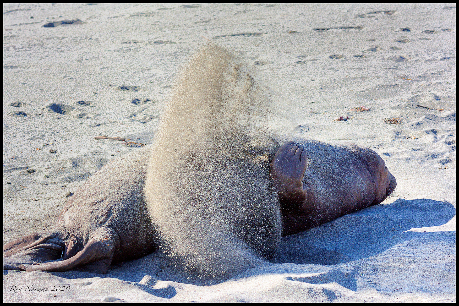 Ronald Norman Photography - MARINE MAMMALS - PUGET SOUND - BRITISH COLUMBIA