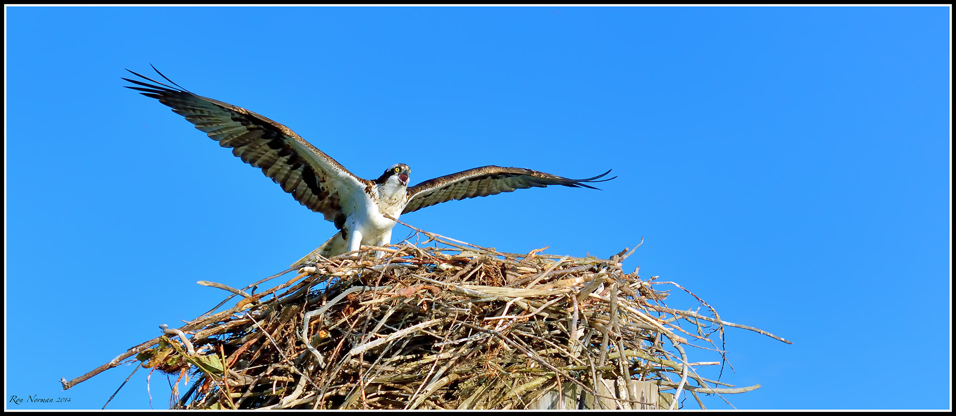 osprey sound