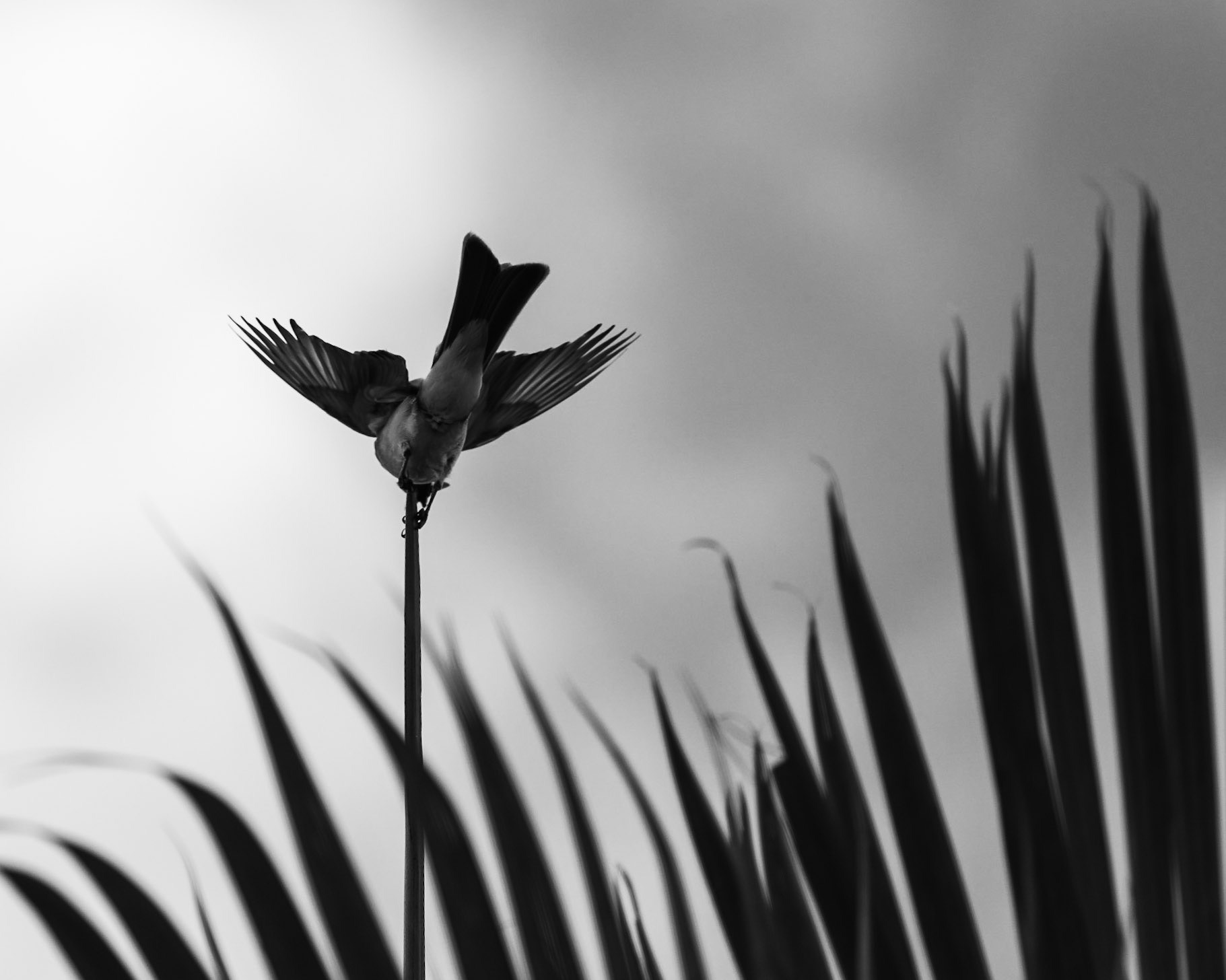 Balance