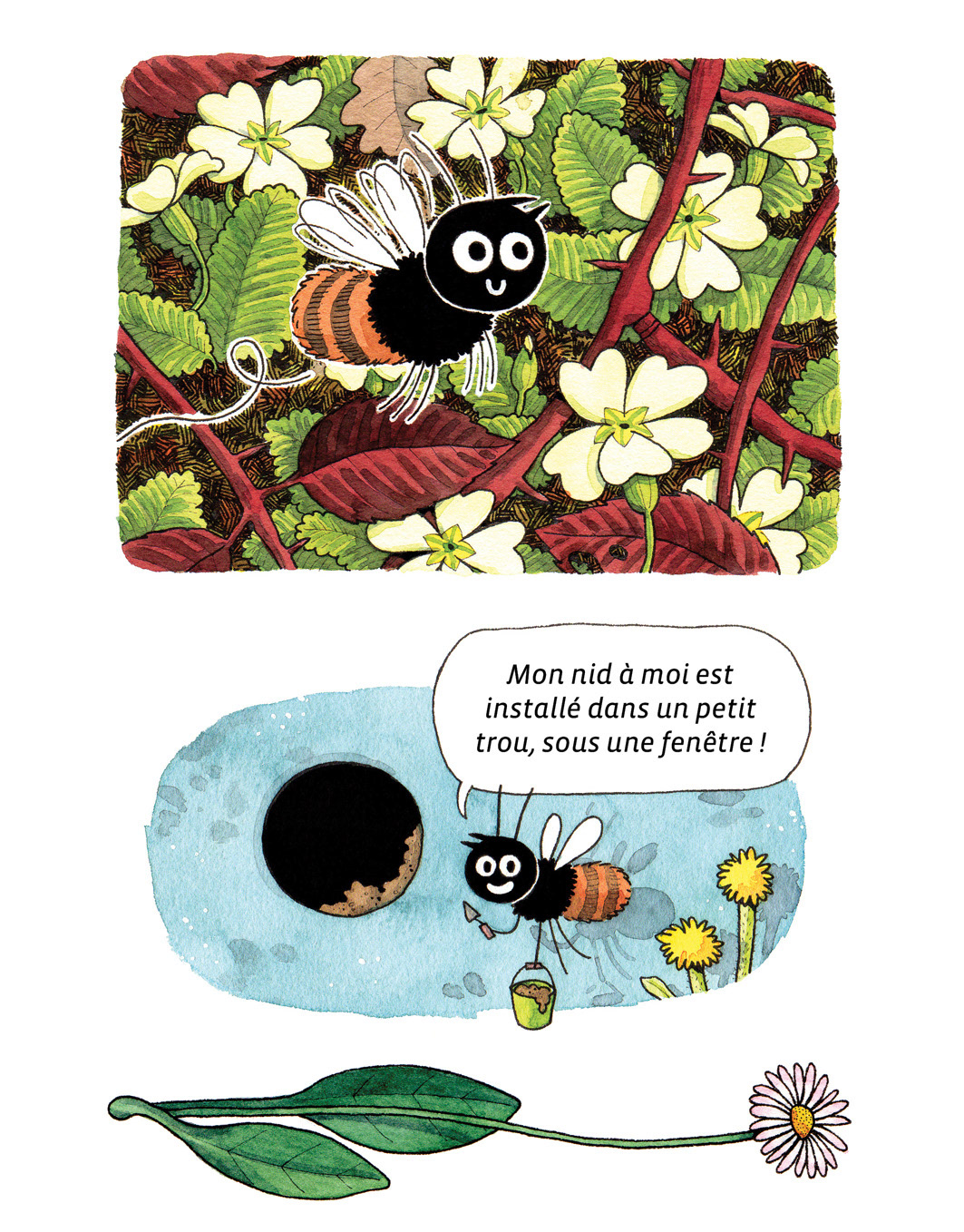 Osmie cornue (abeille solitaire)