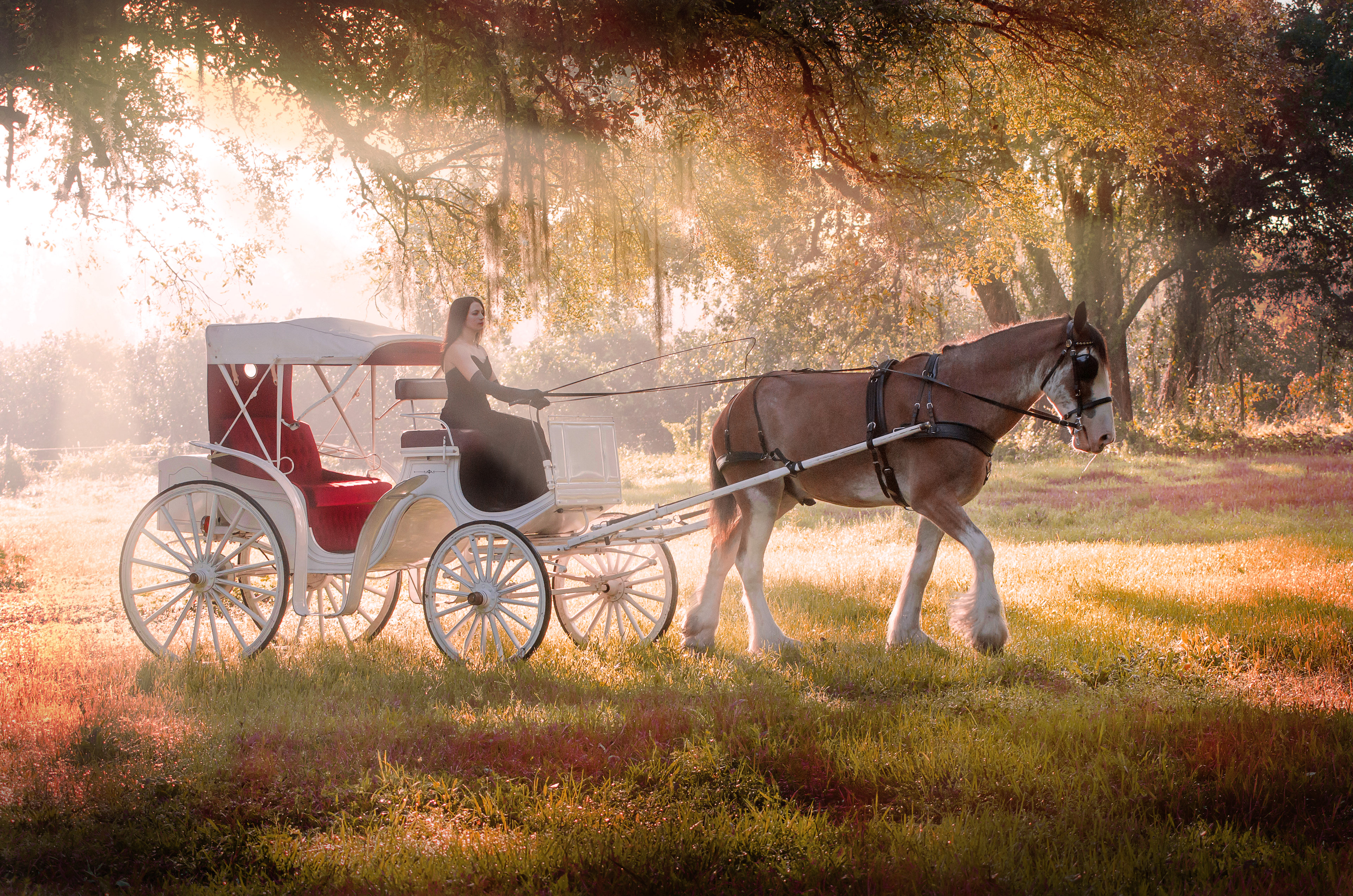 Thanks to Southern Elegance Carriages and Oaks of Devonaire for subject and setting of this image.