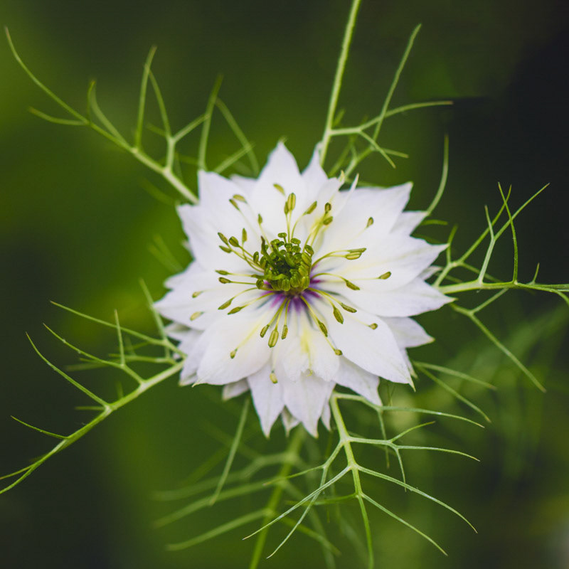 Love in a Mist