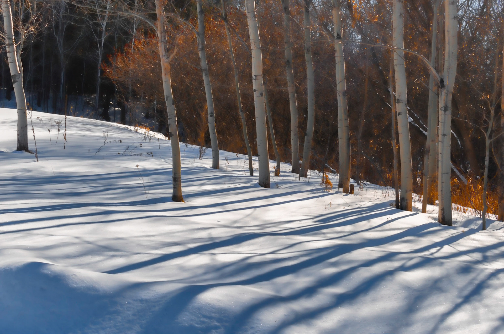 Shadows laying across the snow from the early morning sun hitting these birch trees.