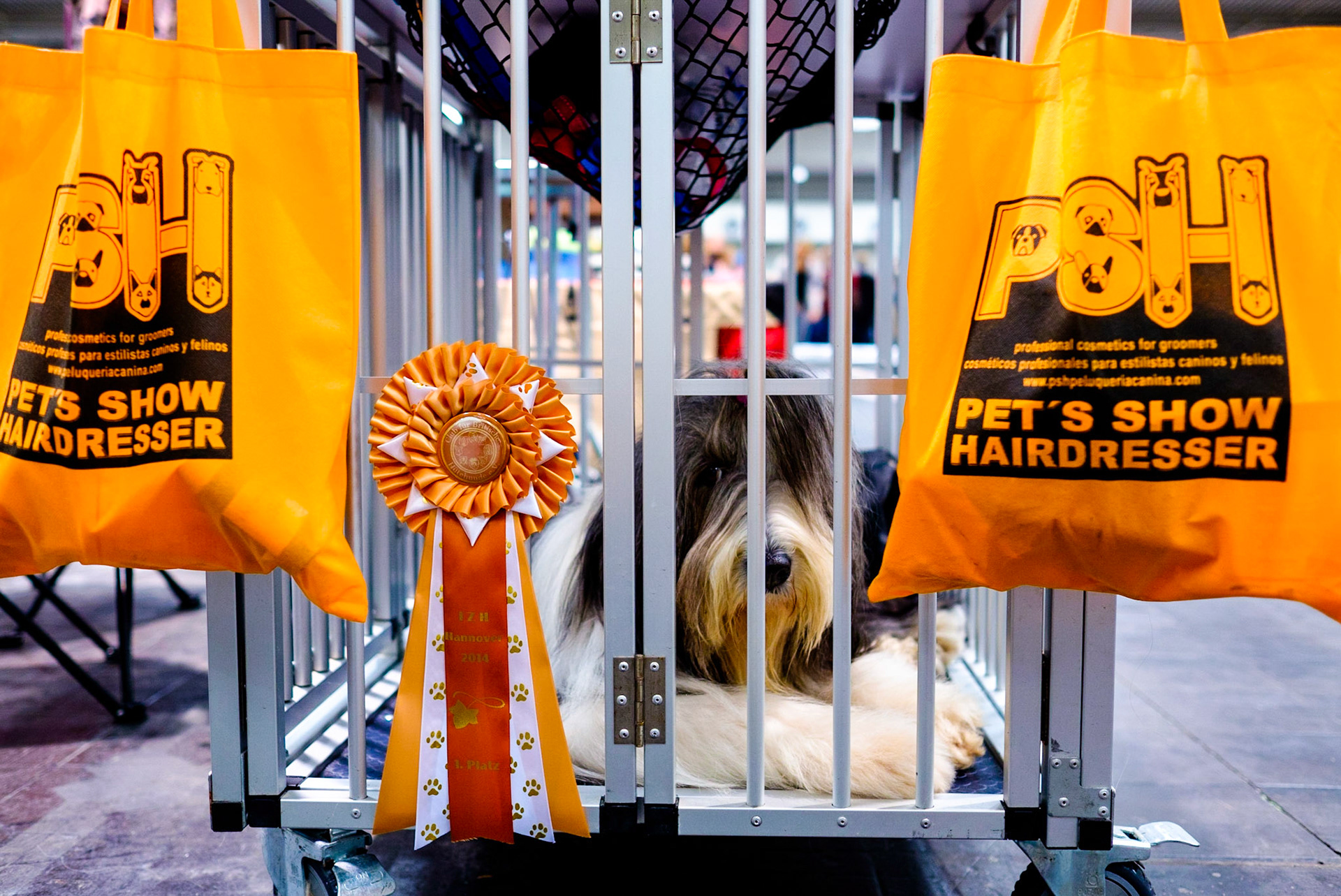 Dog, winner badge and two bags from specialized hairdressing supplier in and out of a cage. Internationale Rassehunde-Ausstellung in Hannover am 1. und 2. November 2014, veranstaltet vom Verein der Hundefreunde von 1902. Keinerlei Freigabeerklärungen vorhanden. Foto: Jens-Christof Niemeyer