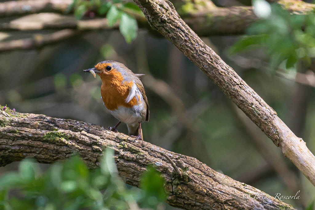 cock robin with a grub in its beak