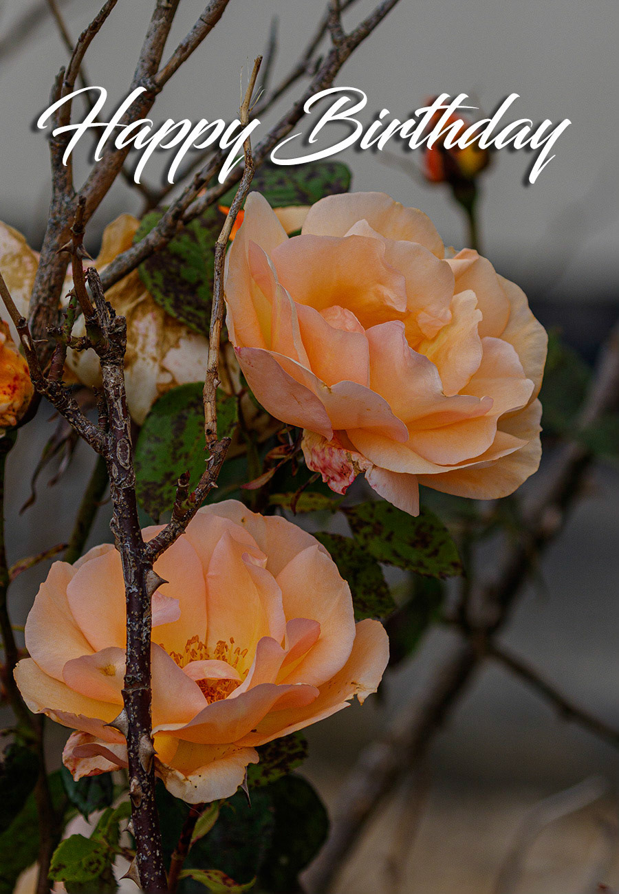 Peach Rose