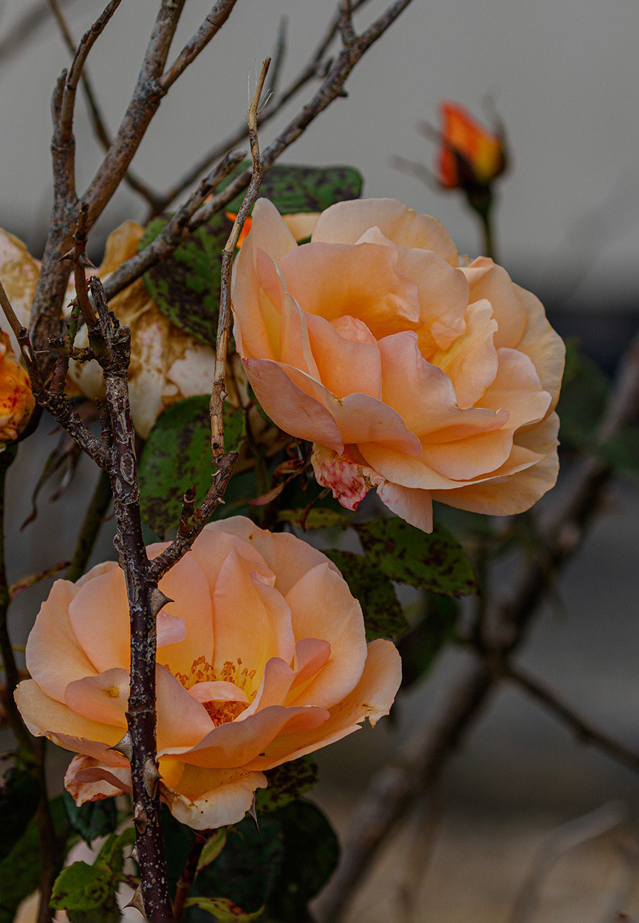 Peach Rose