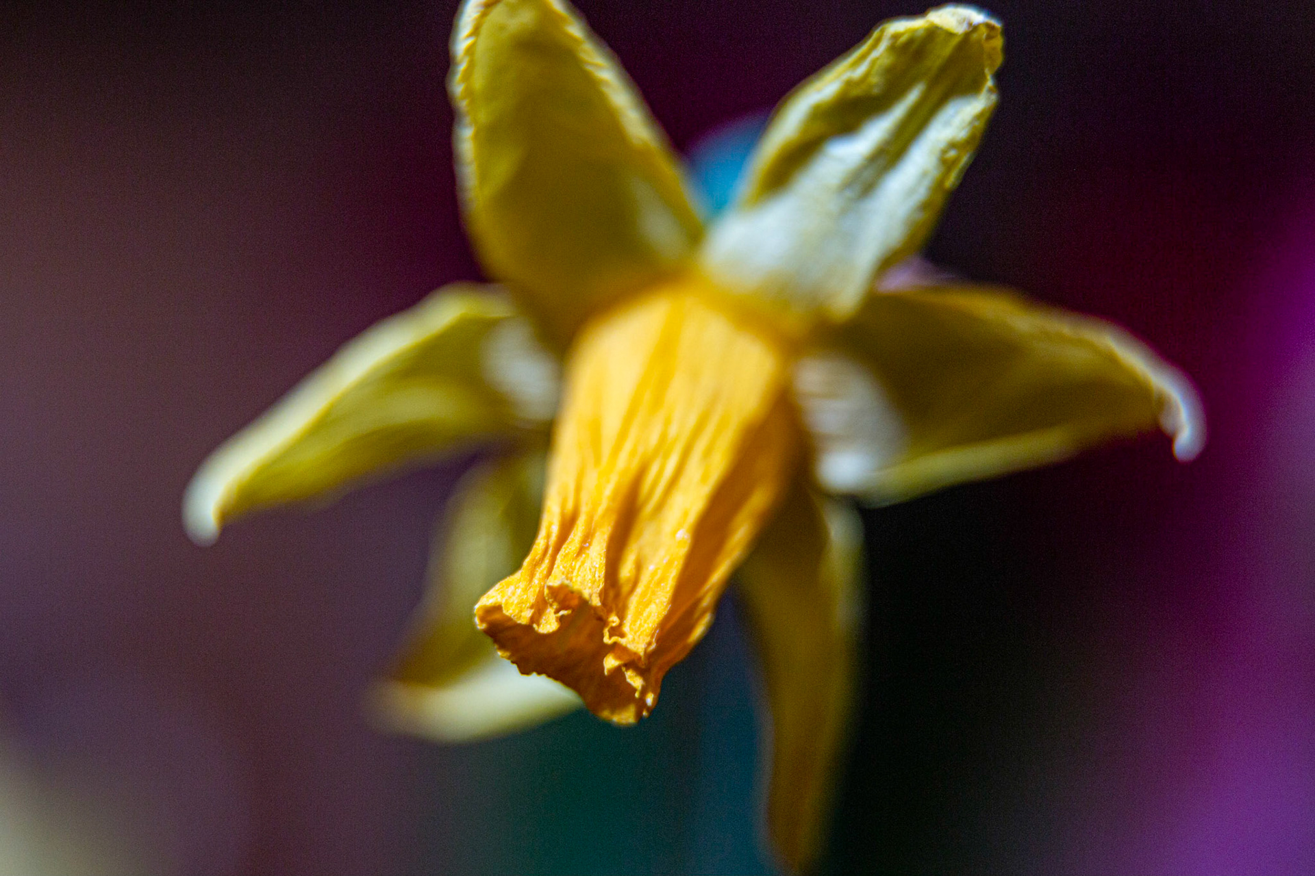 Narcisse jaune