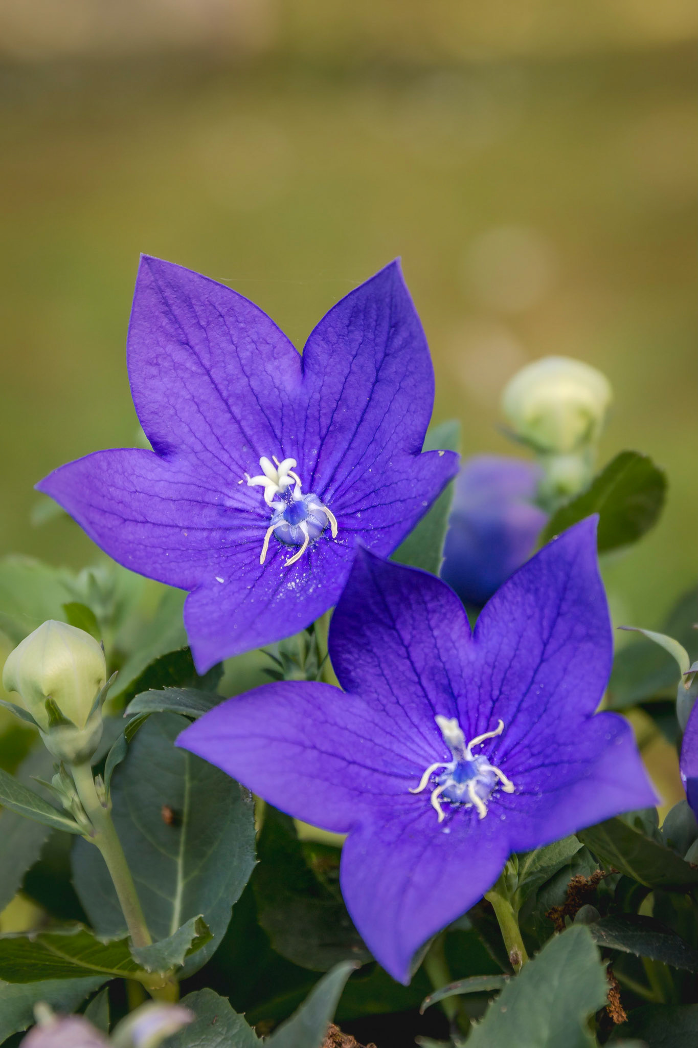 Le platycodon, appelé aussi campanule à grandes fleurs