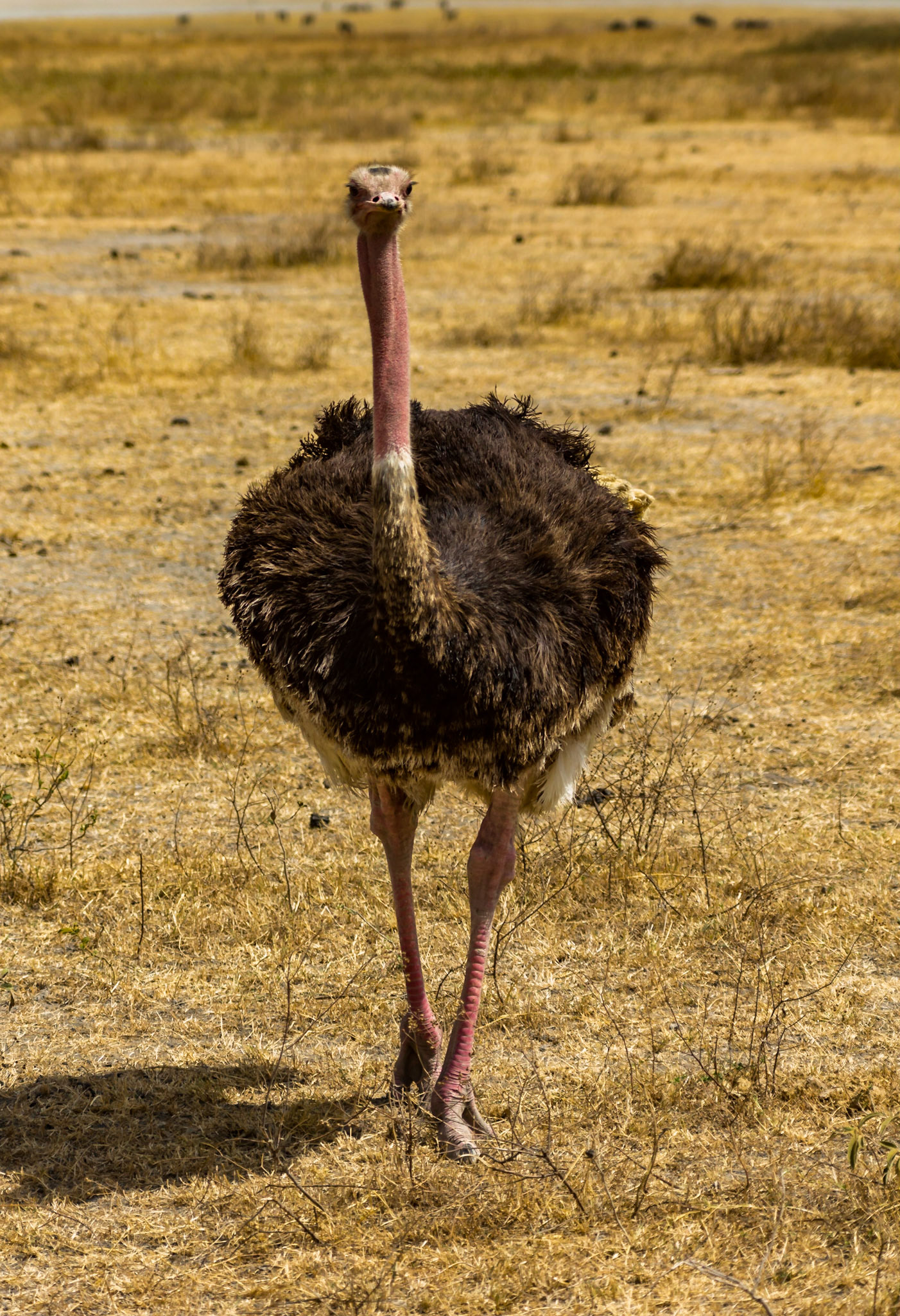 A bold Ostrich