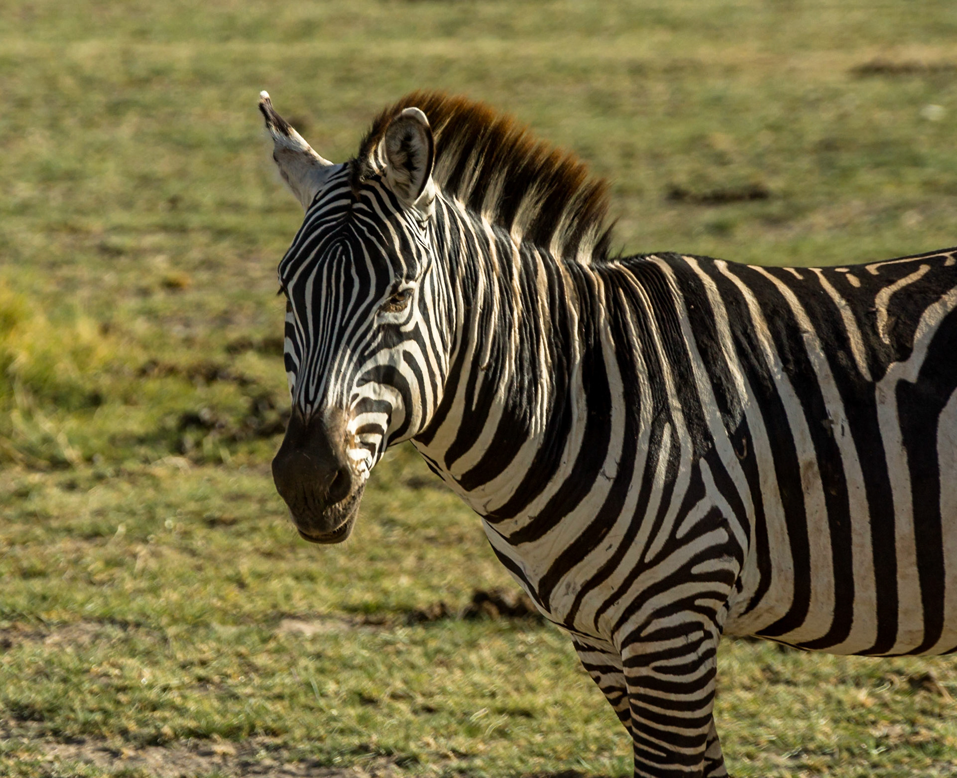 Golden late afternoon light playing on the Zebras fur