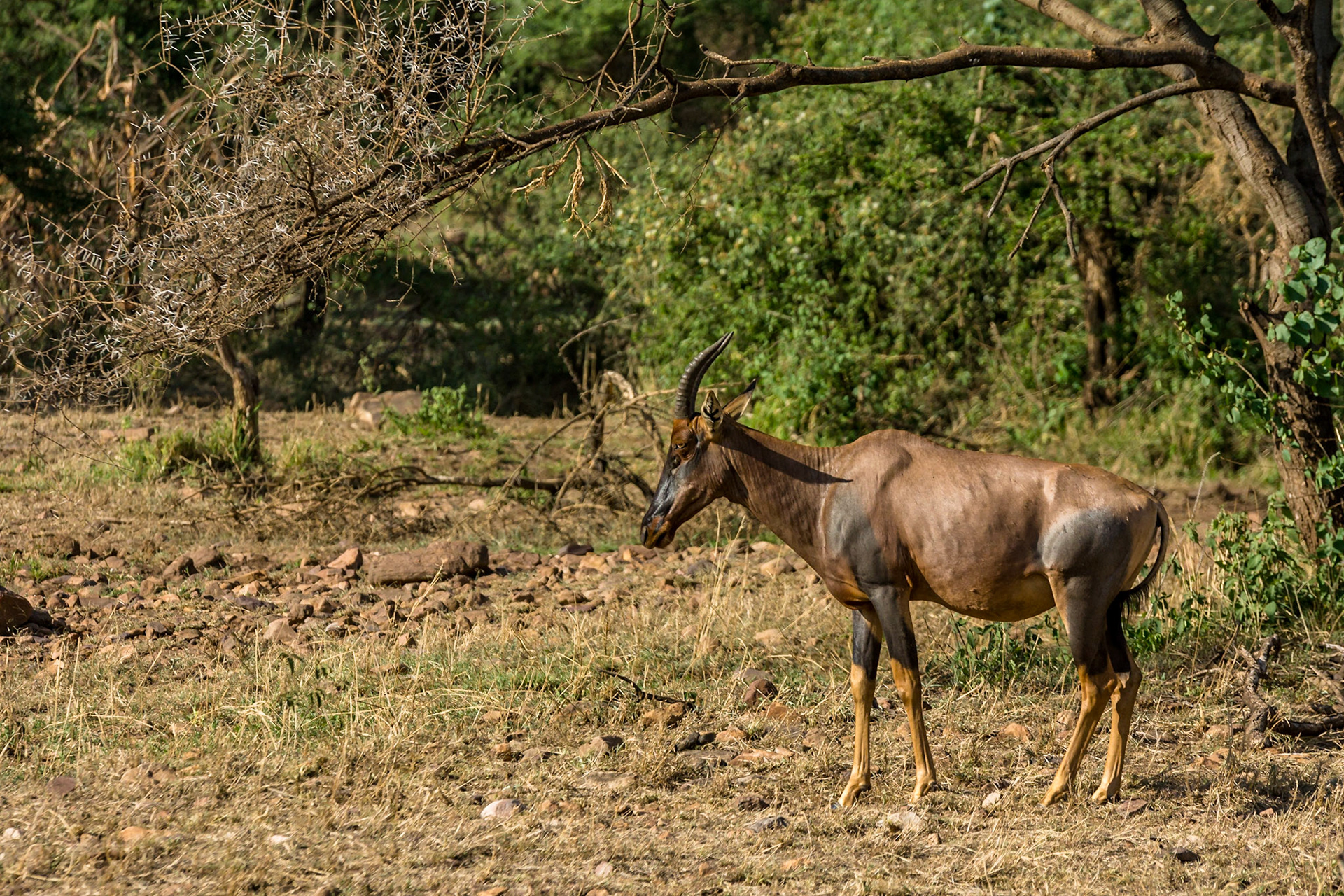 Topi, Serengeti, Tanzania