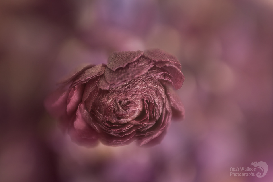 Unraveling the Floral Chronobiology: A Molecular Perspective