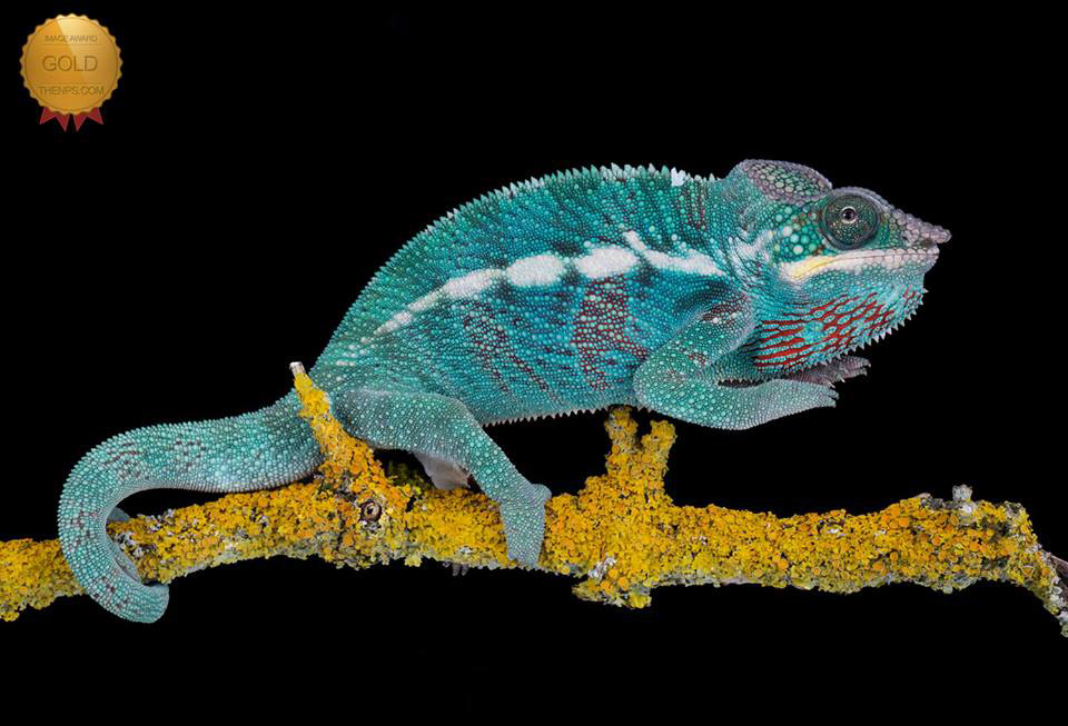 Floki my Nosy be panther chameleon
