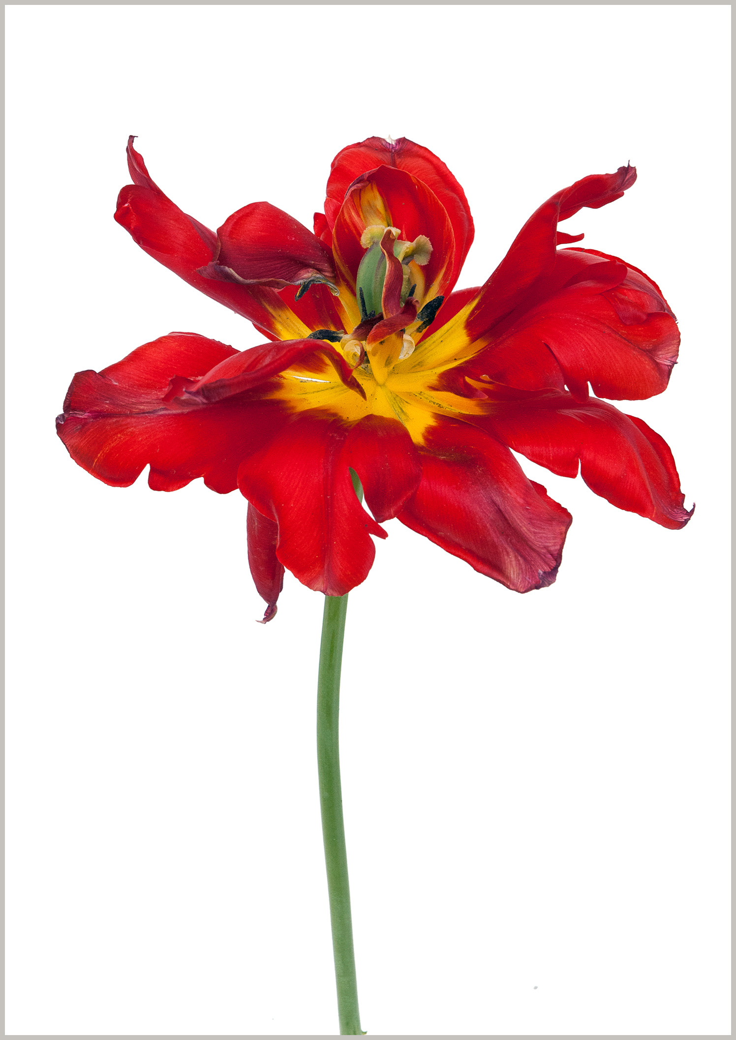 Tulipe double matrix