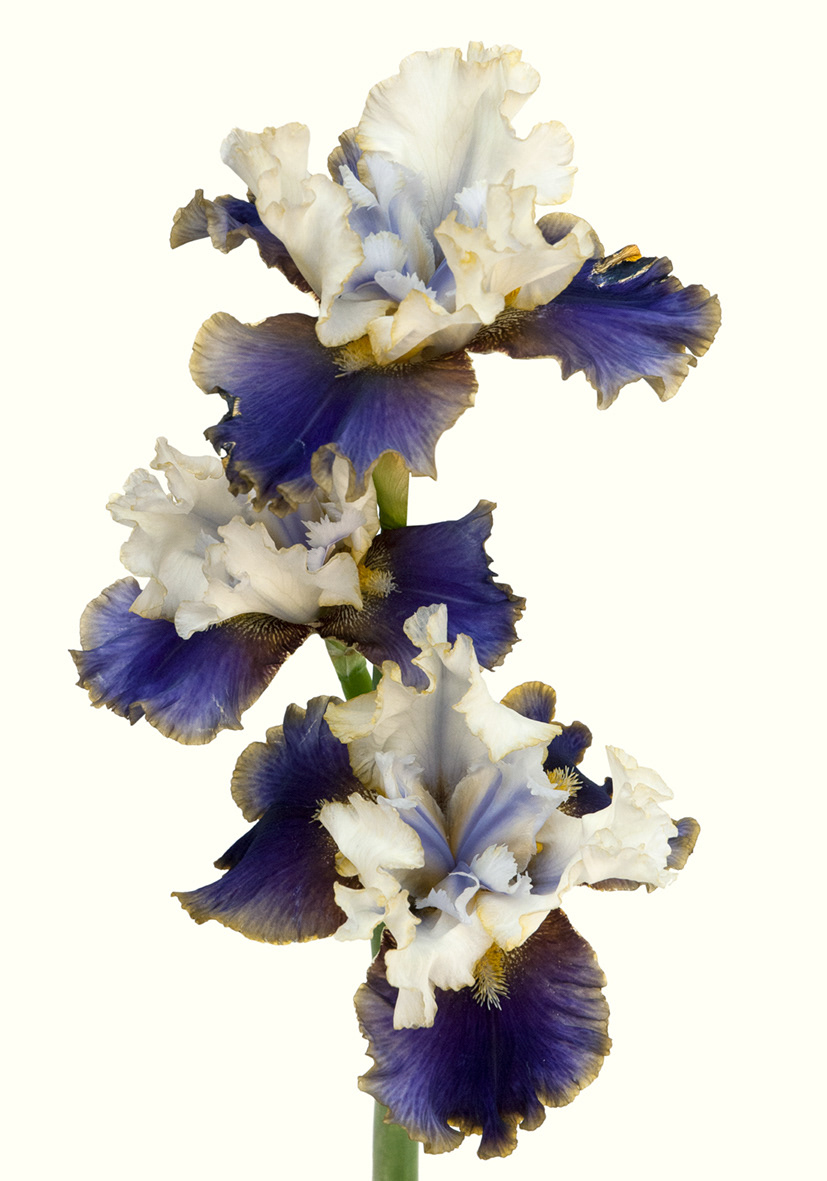 Iris Dietmar Brixi